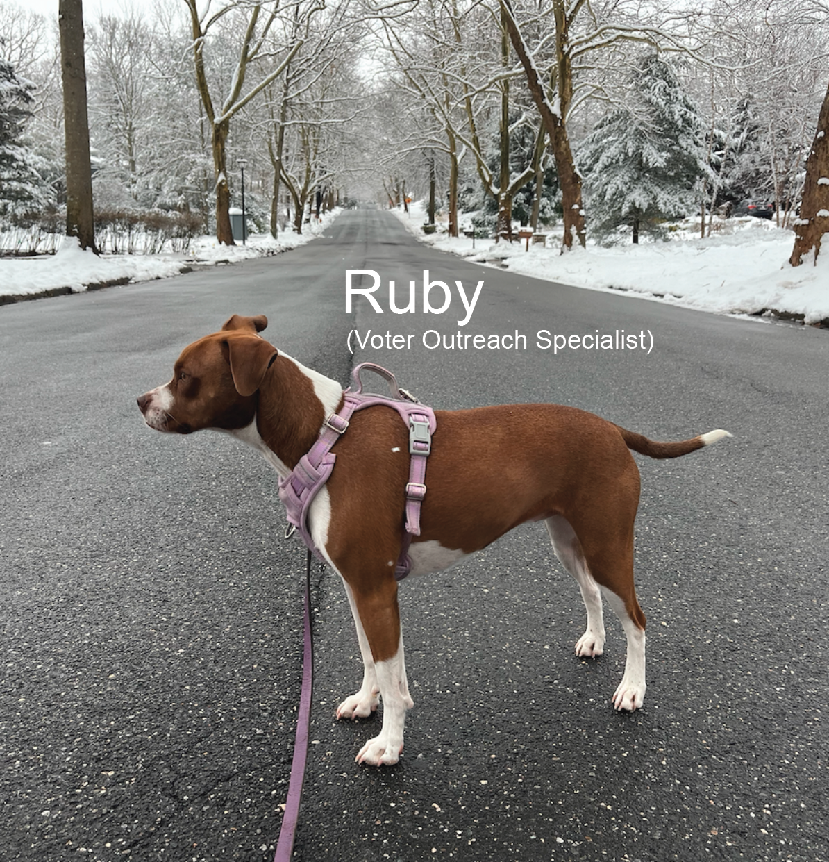 A photo of Jon's dog Ruby, wearing a pink harness. Ruby is a mutt and a beautiful dog. She resembles the stance and posture of a boxer with the face of a terrier. Short hair and ruby color mixed with white. She's our voter outreach specialist.