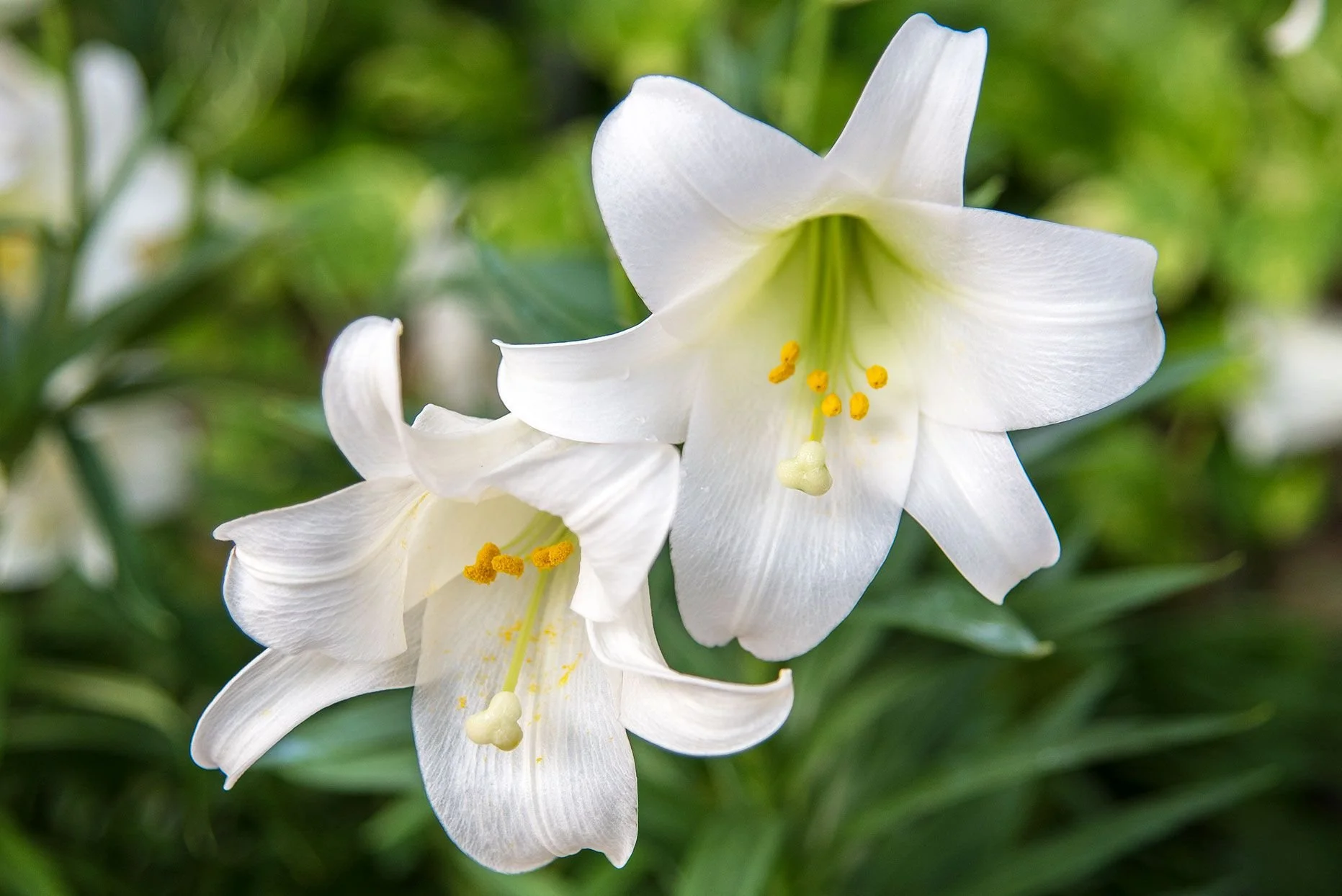 Close-up of white lily flowers with yellow stamens and green background.