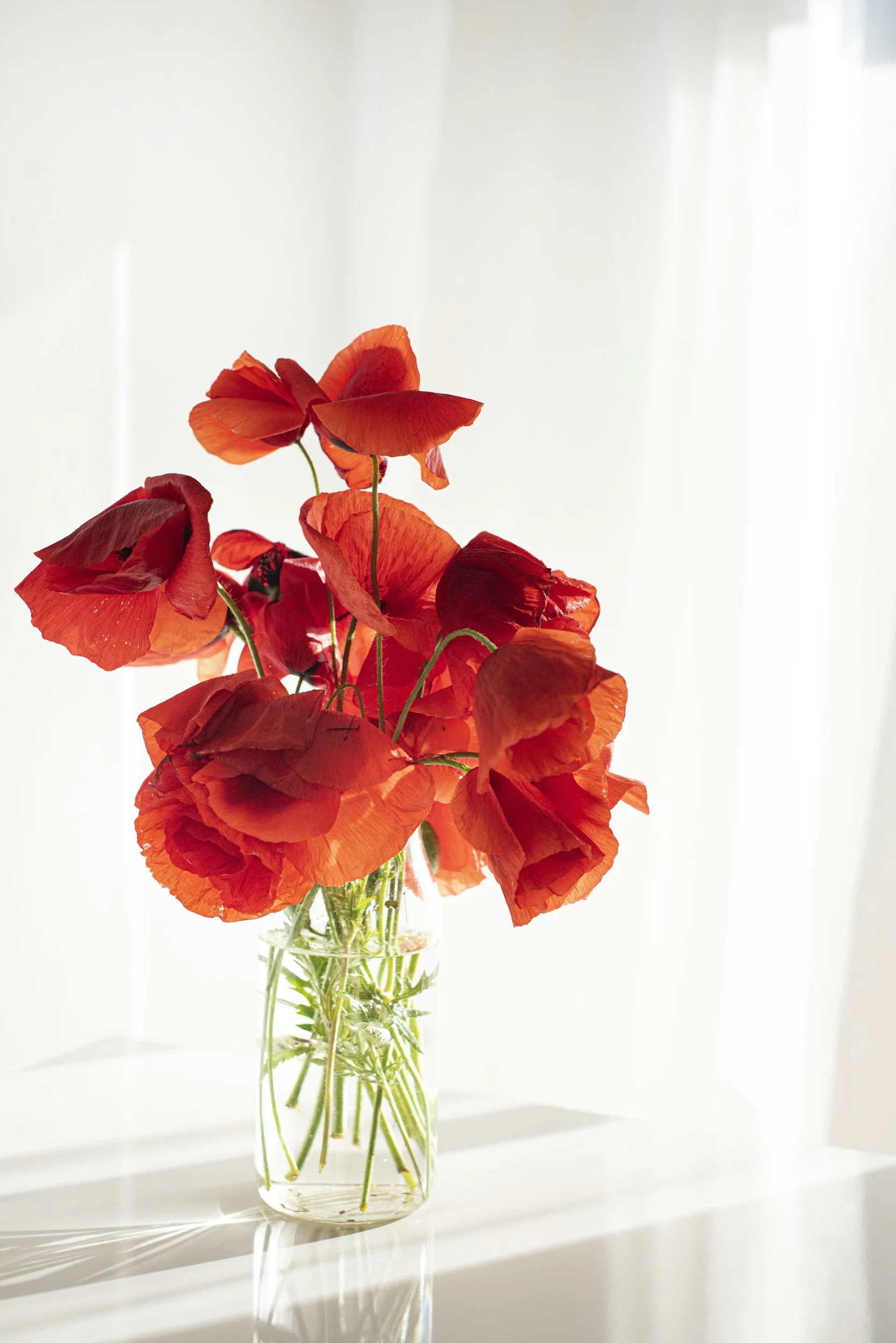Red poppy flowers in a clear glass vase on a white surface with sunlight streaming in.