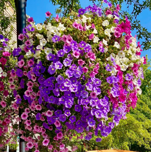 Flower Basket Donation