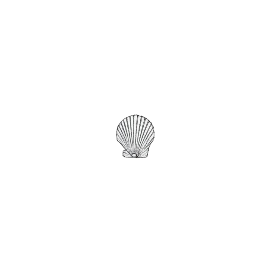 scallop.png