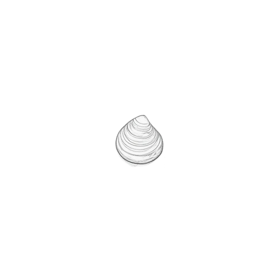clam.png