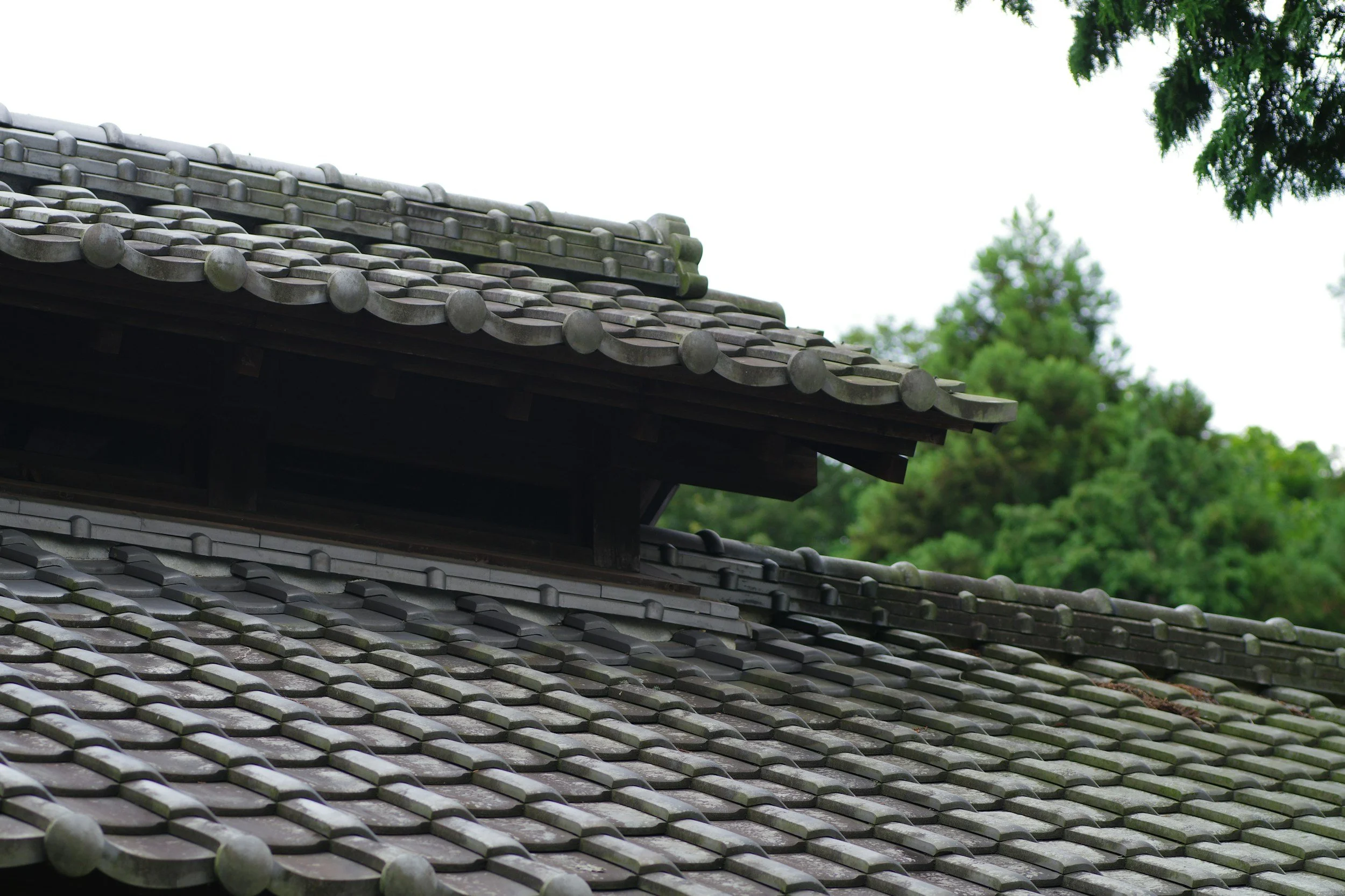 Close-up of a traditional clay tile roof with tree canopy in the background