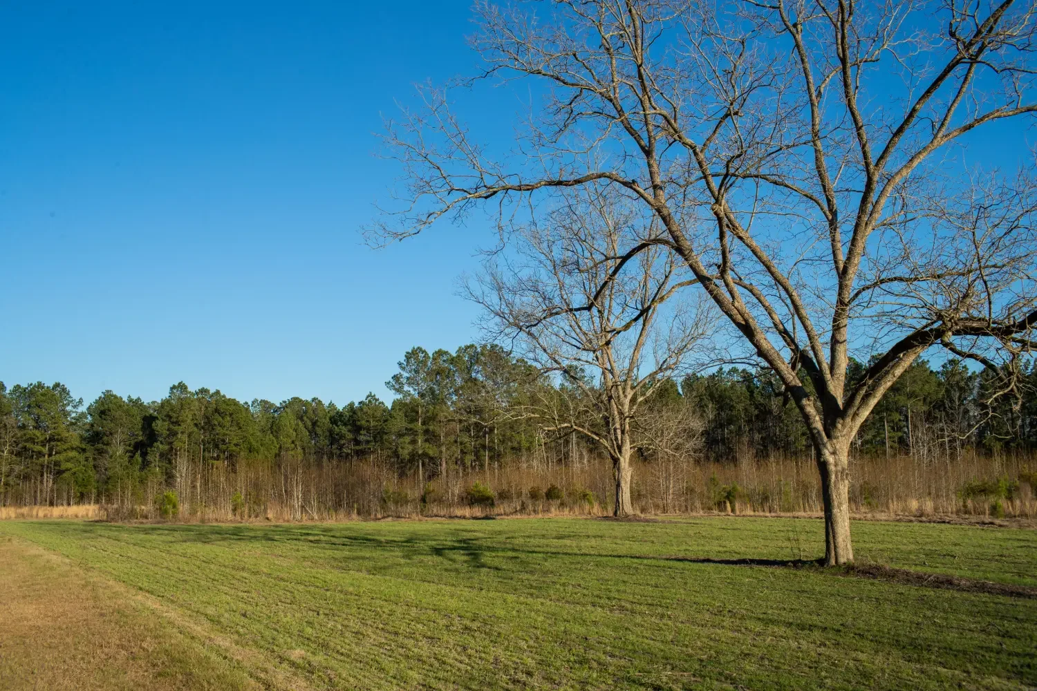 Crockett Plantation-22.webp