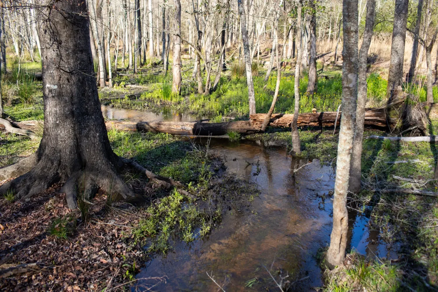 Crockett Plantation-32.webp