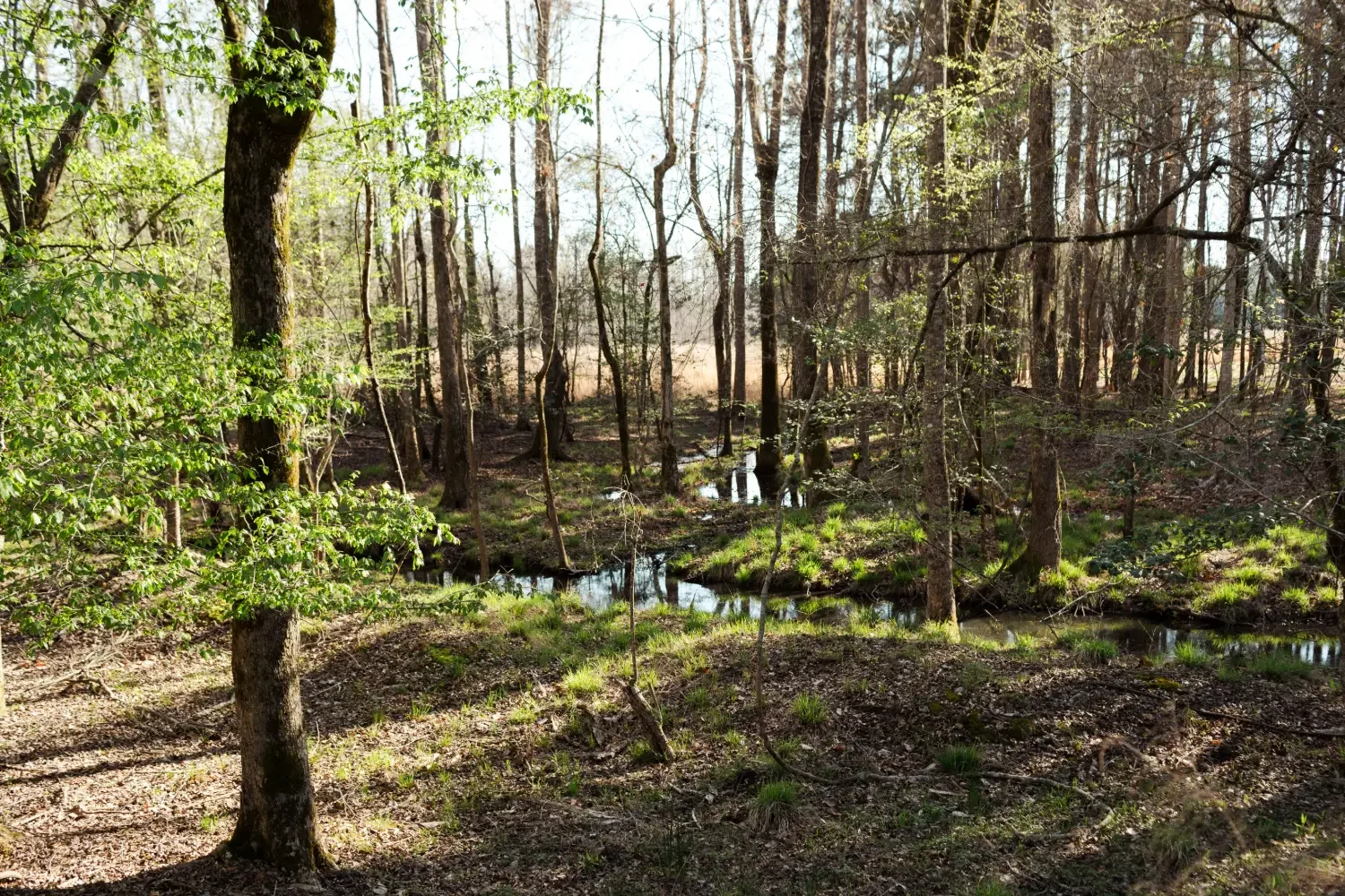 Crockett Plantation-39.webp