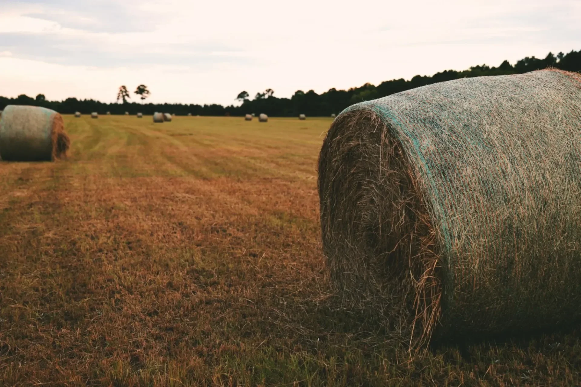 Field with large round hay bales scattered across. The sky is partly cloudy, and trees are in the background.