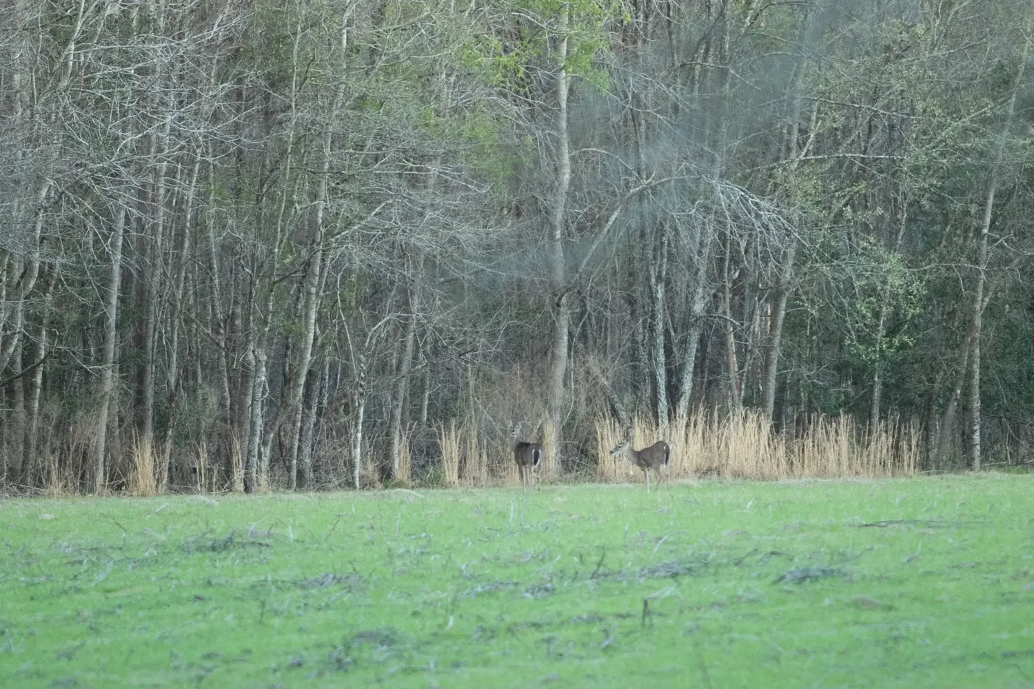 Crockett Plantation-07.webp
