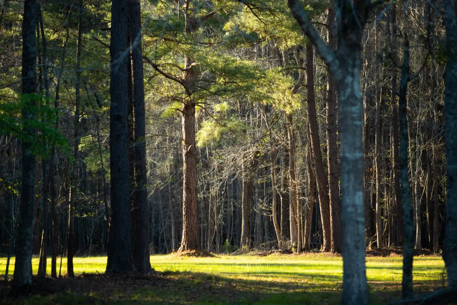 Crockett Plantation-12.webp