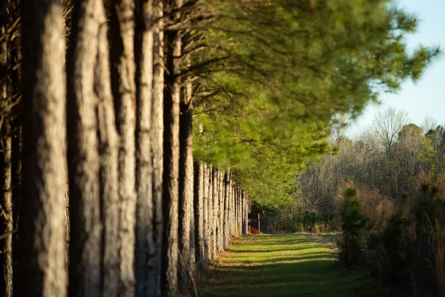 Crockett Plantation-15.webp