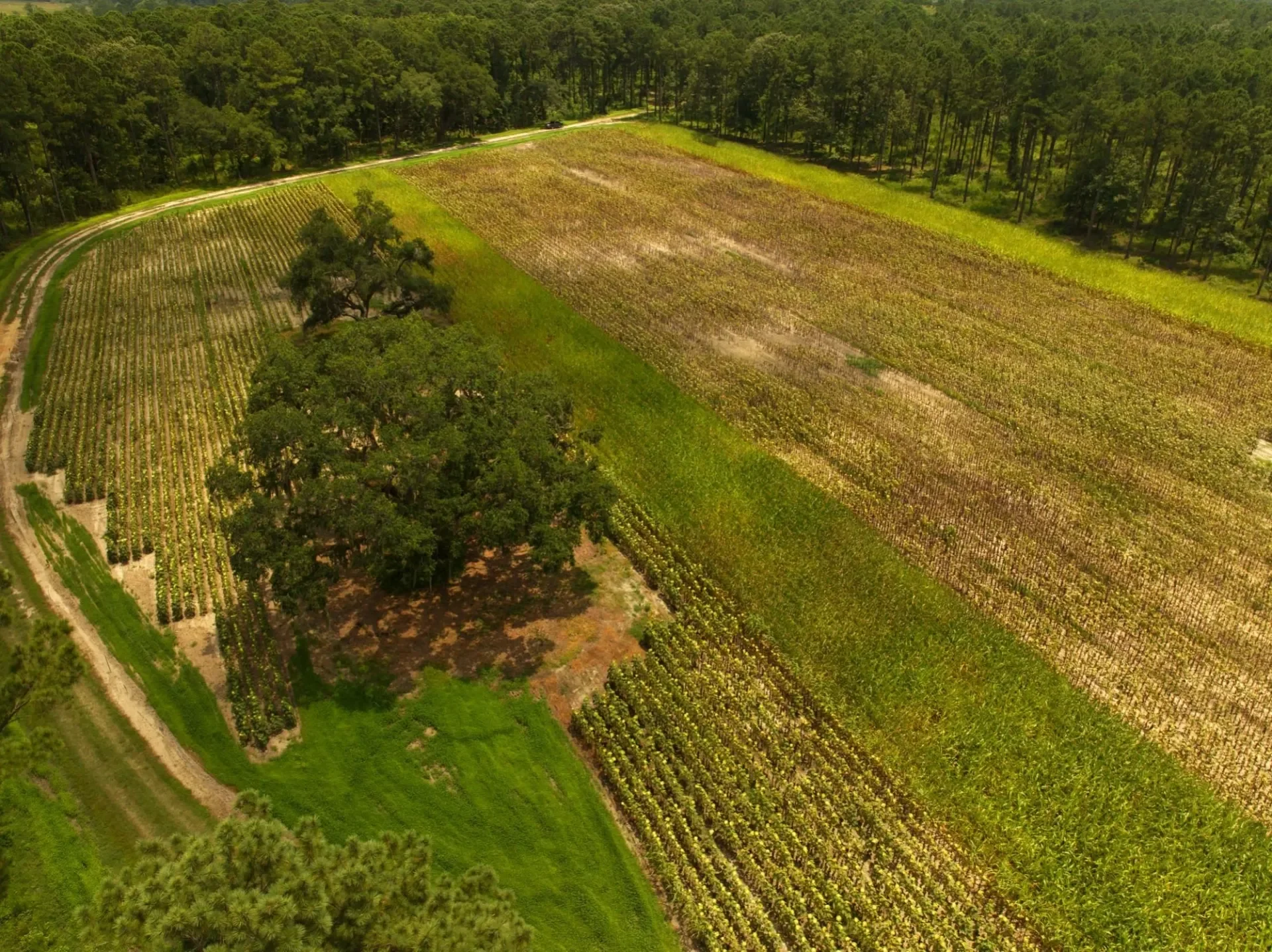 Aerial view of farmland with organized rows of crops, surrounded by green trees and a dirt road.