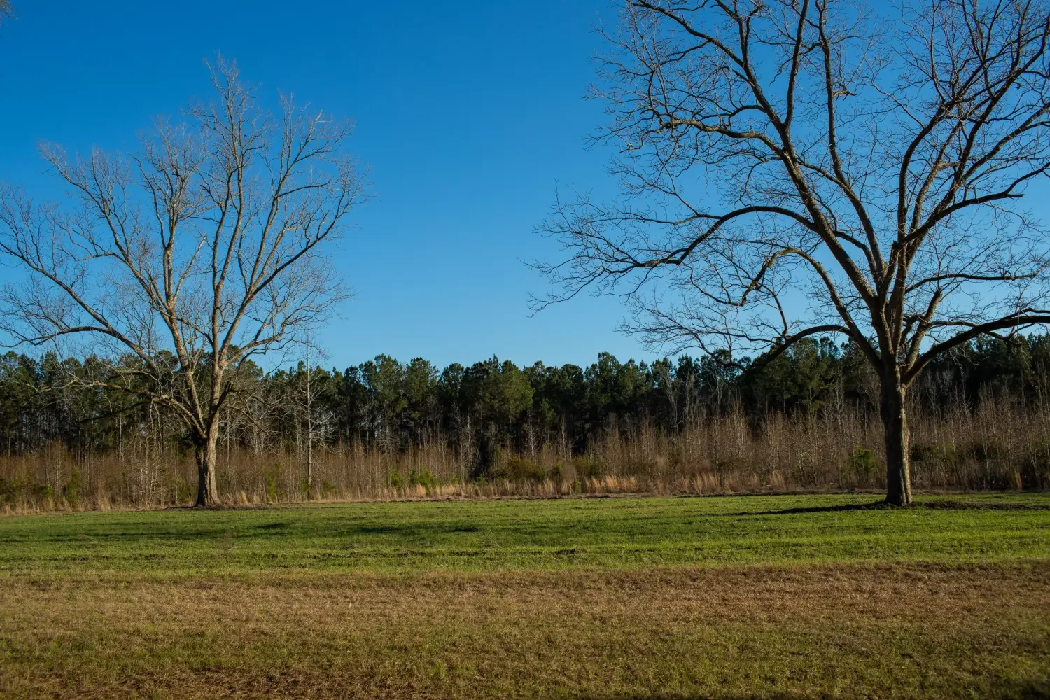 Crockett Plantation-24.webp