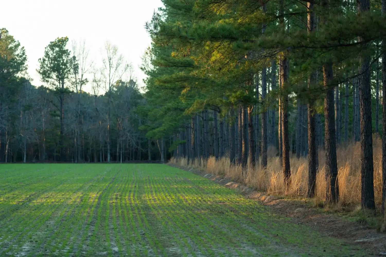 Crockett Plantation-09.webp