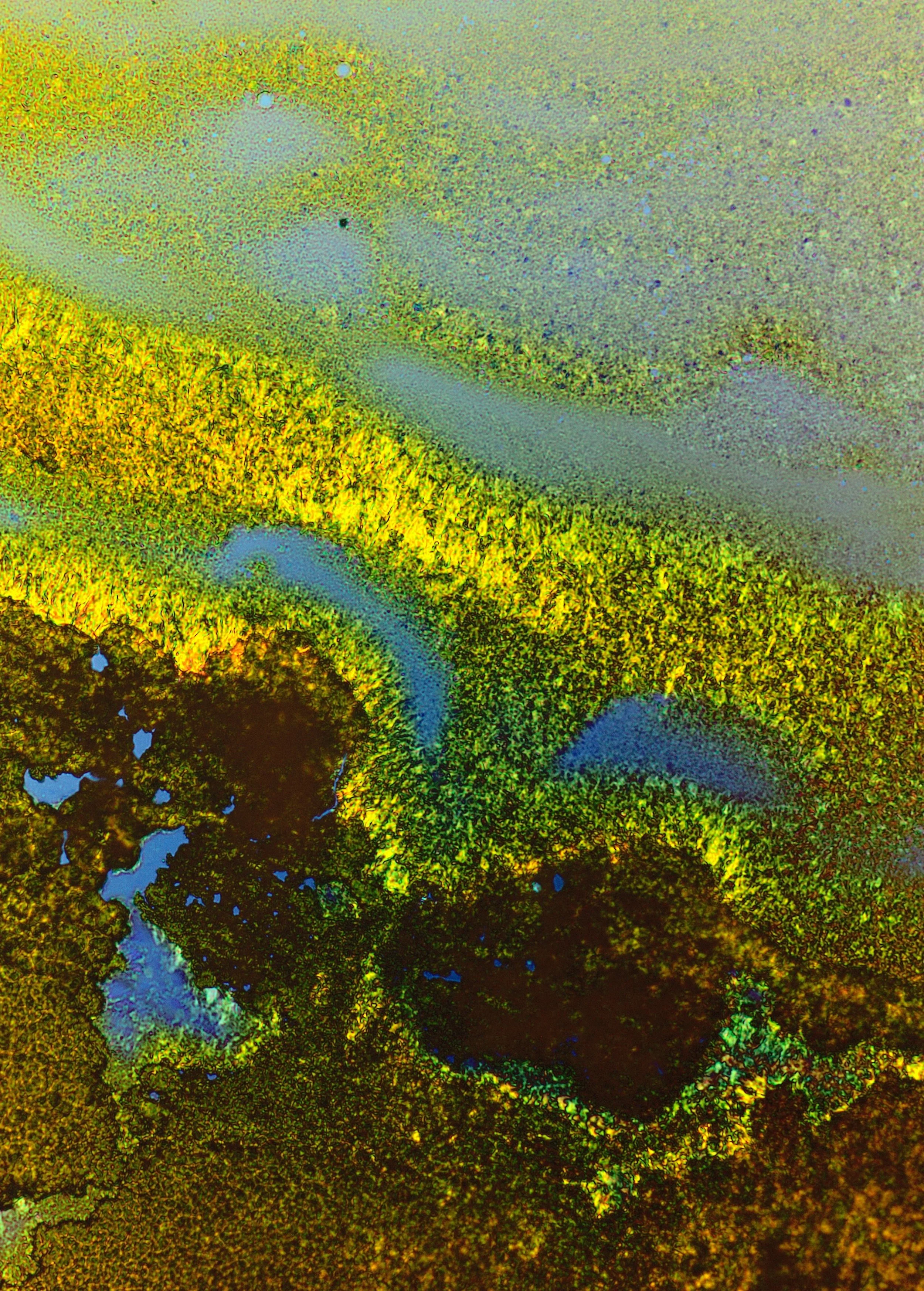 Distinct crystal morphology of riboflavin.