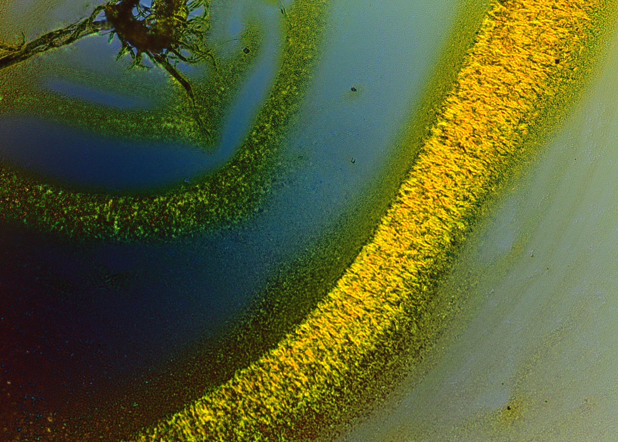 Distinct crystal morphology of riboflavin. 