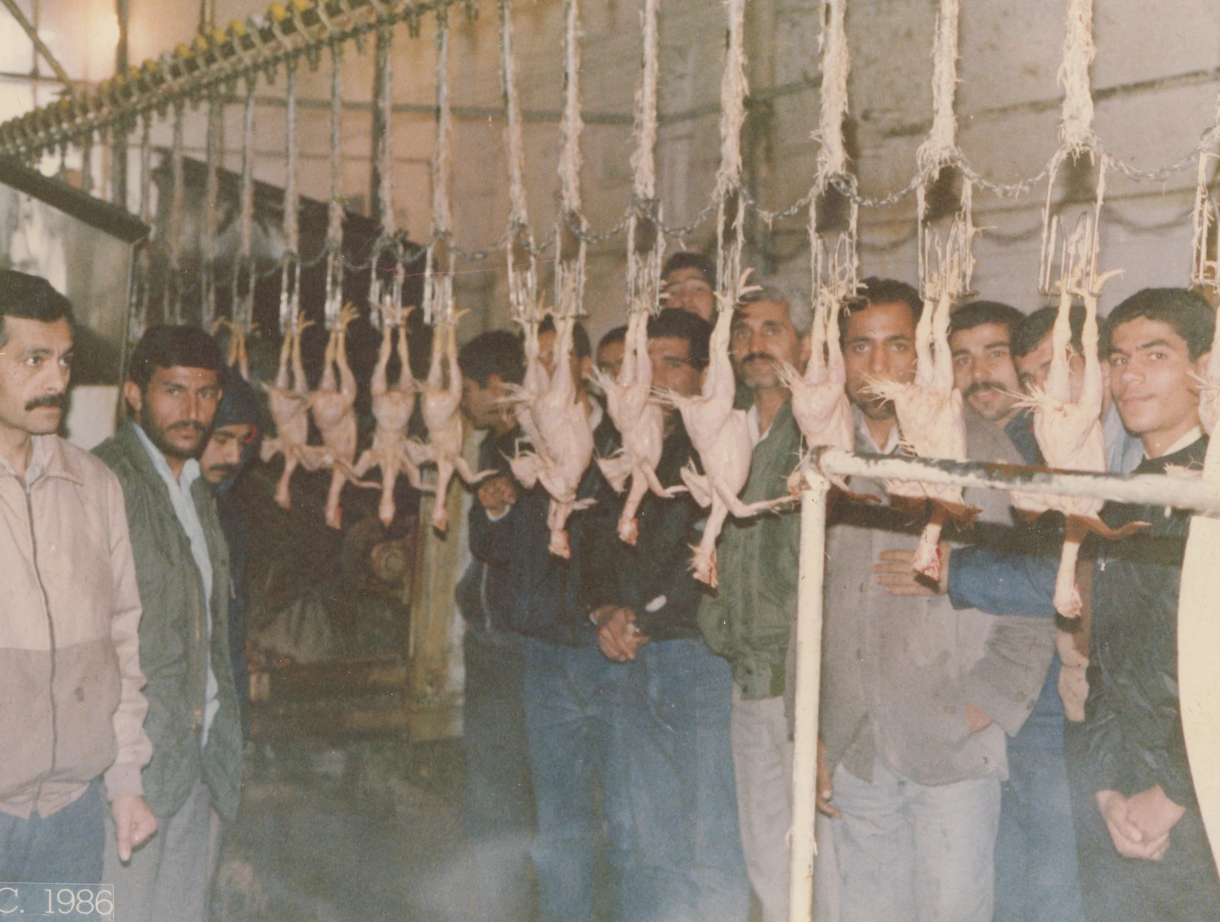 Group of men standing near hanging chickens in a slaughterhouse or meat processing facility.