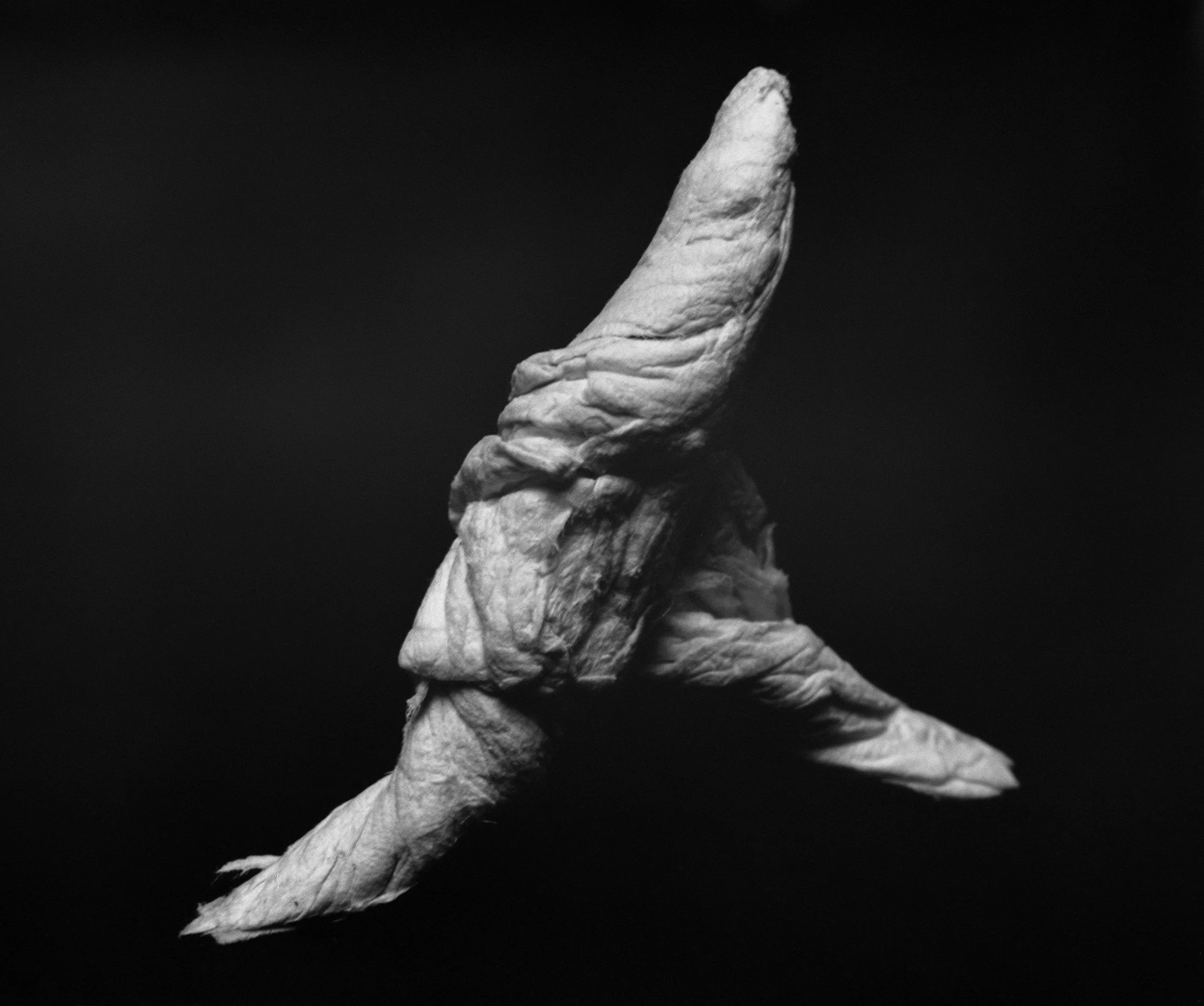 A black and white photograph of a small, twisted, and curled piece of paper or material resembling a bird in flight, set against a dark background.