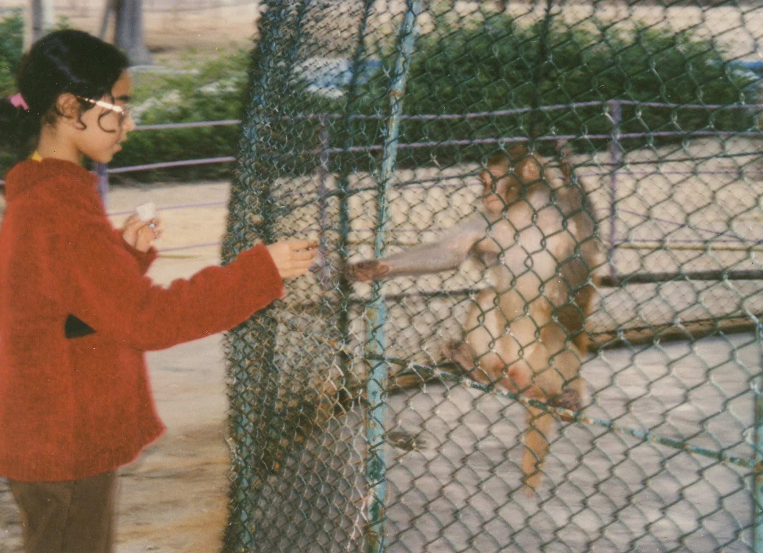 A girl in a red sweater feeding a lion through a chain-link fence at a zoo.