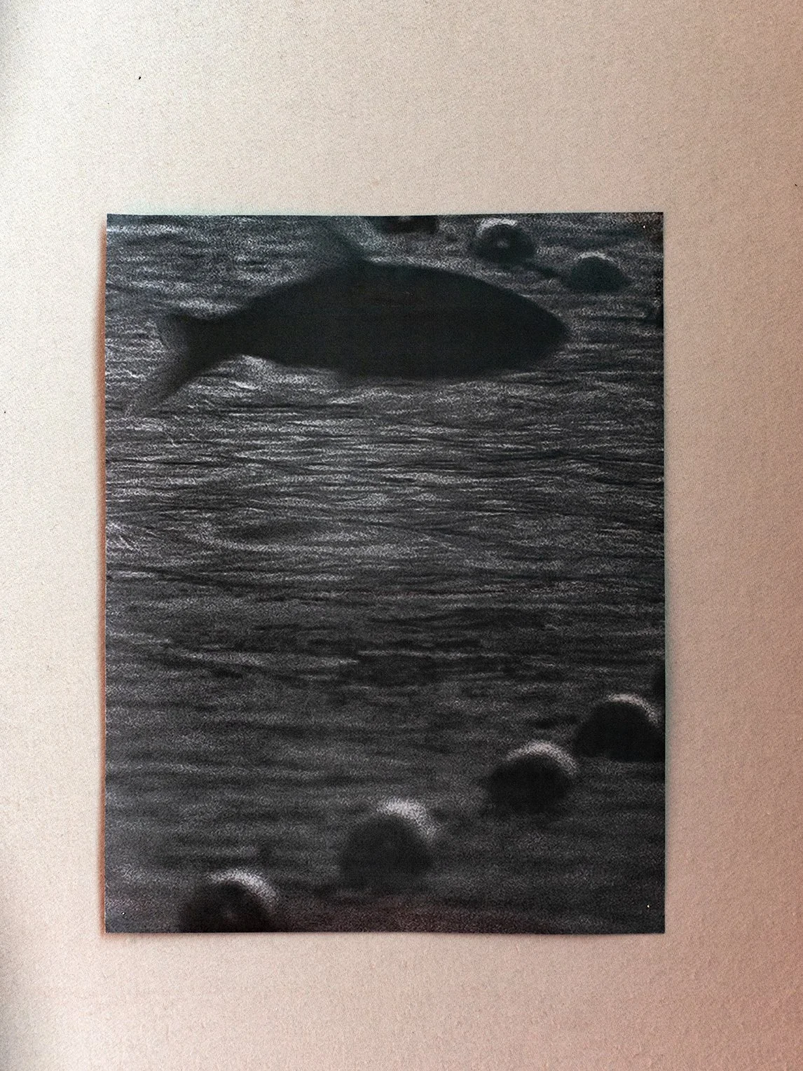 Black and white photograph of a fish swimming in water, with several rocks or pebbles on the riverbed.