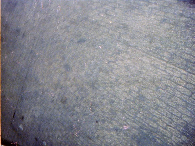 Close-up of a textured, grayish surface, likely wood or concrete.