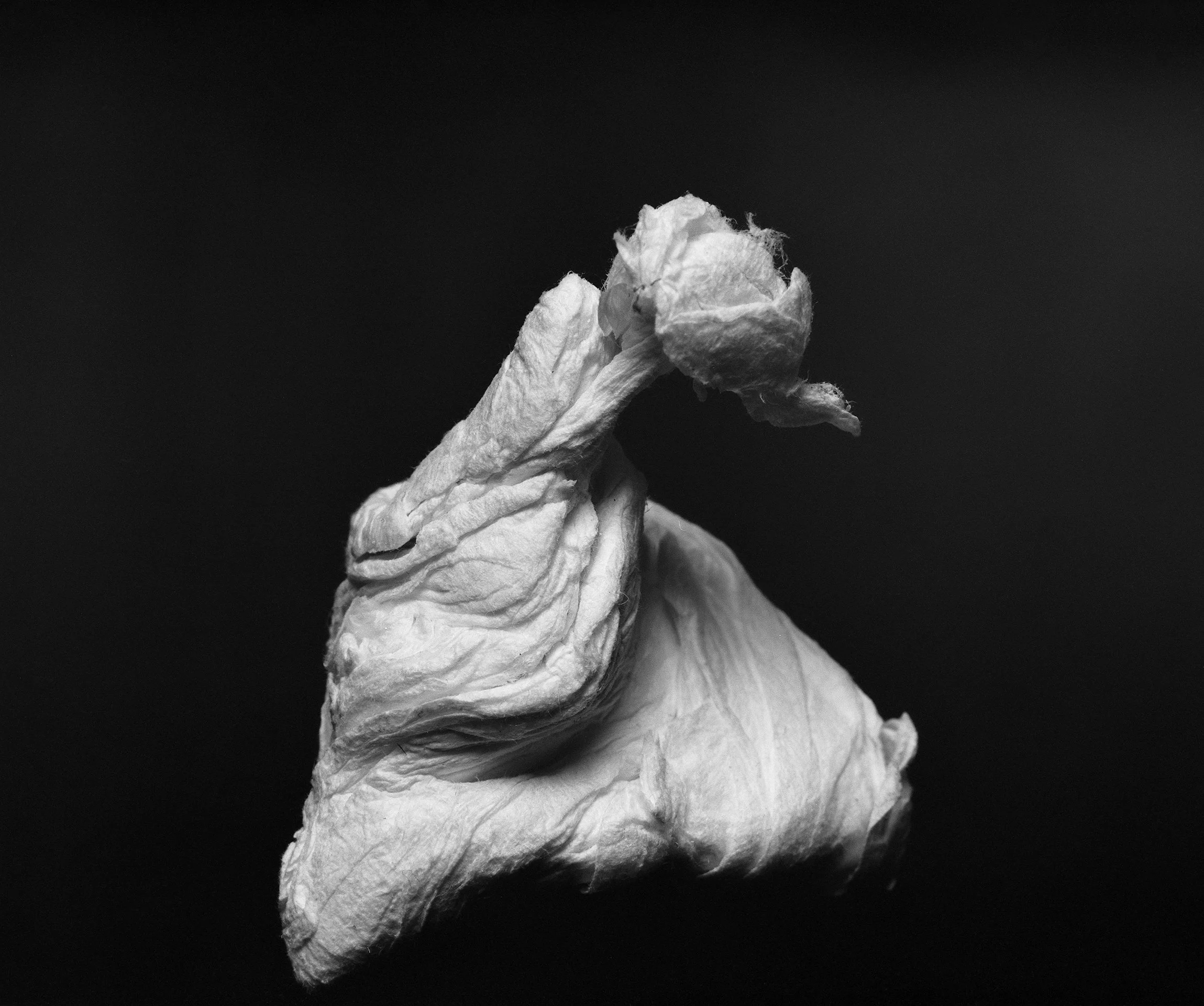 Black and white photo of a withered flower or cotton flower with textured petals against a dark background.