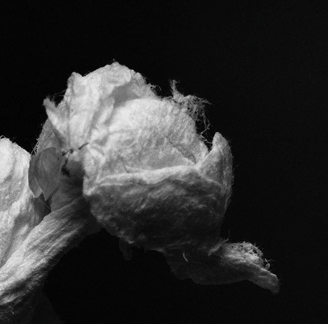 Close-up black-and-white photo of a wilted flower or petal against a dark background.