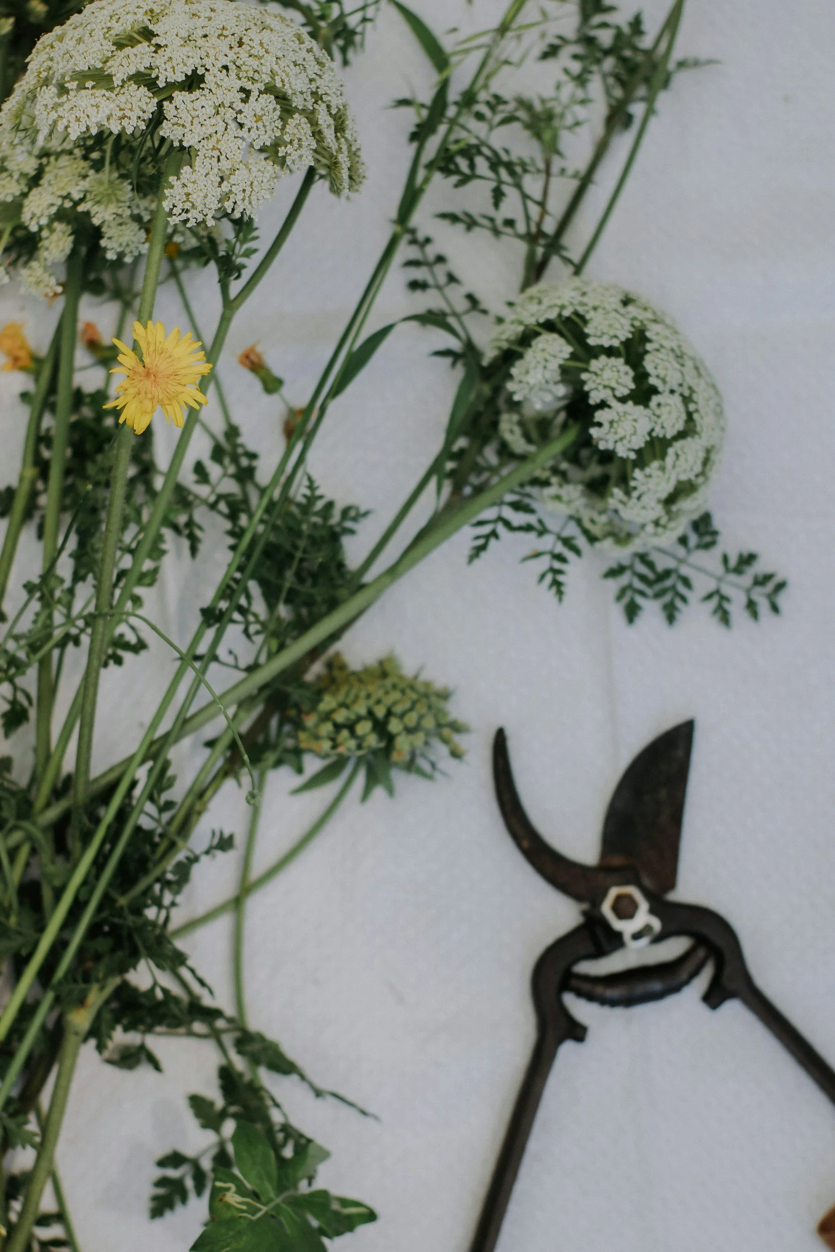 A close-up of various wildflowers, including white Queen Anne's lace and small yellow flowers, with greenery in the background and a black metal hand pruner at the bottom right.