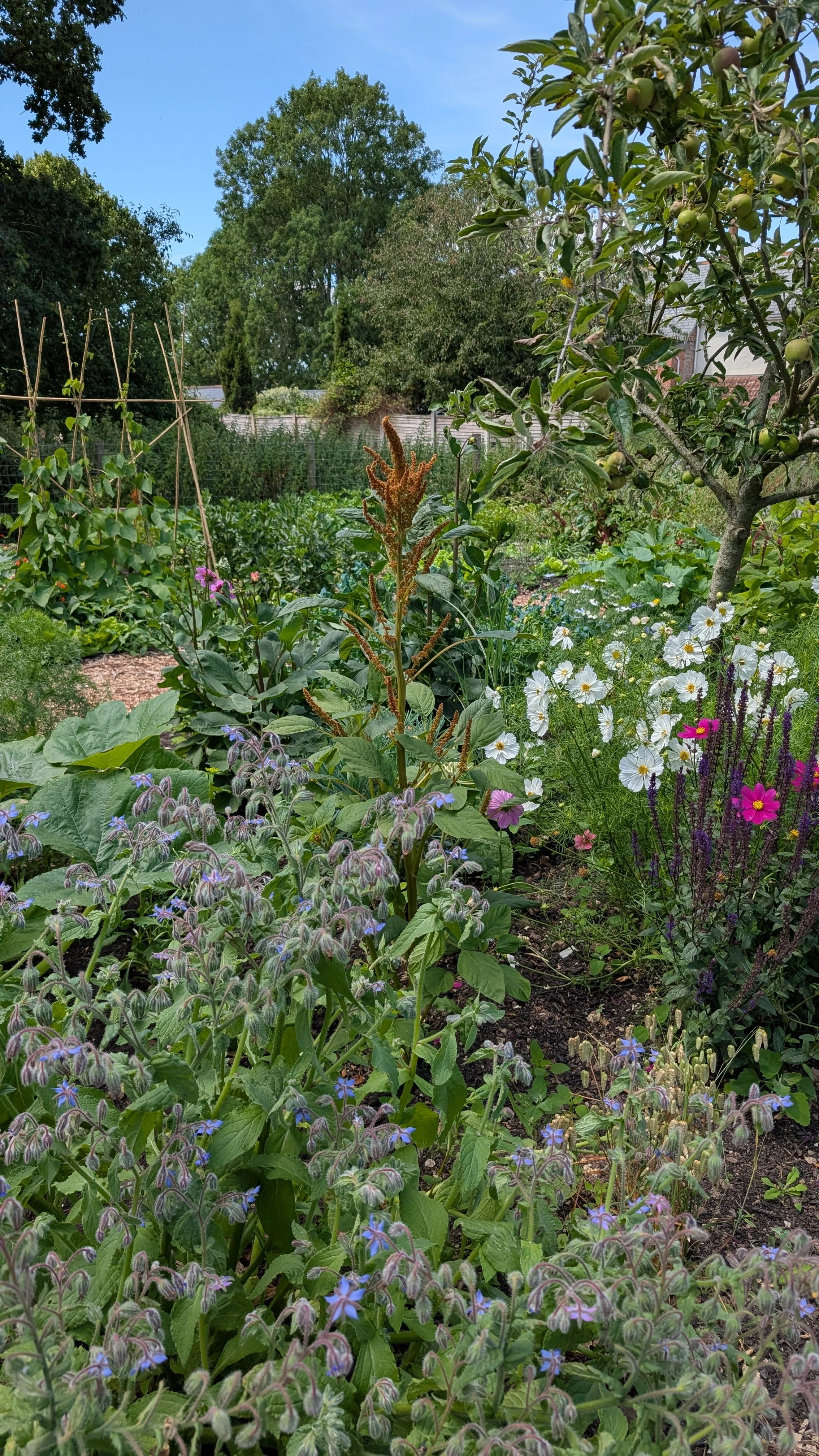Summer Gardening Course Thursday 13th August 10AM - 1PM
