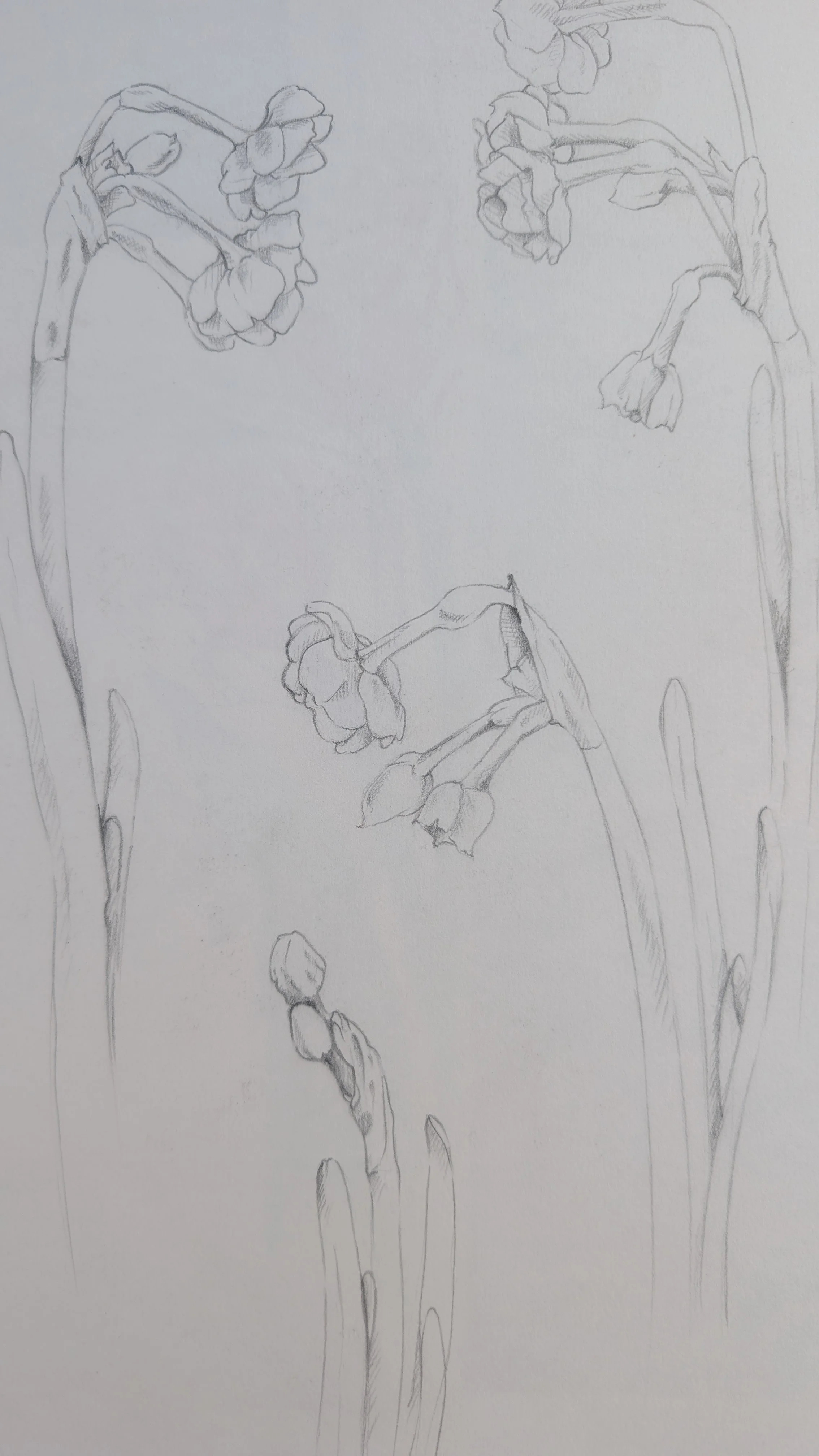 Botanical Sketching 040926.jpg
