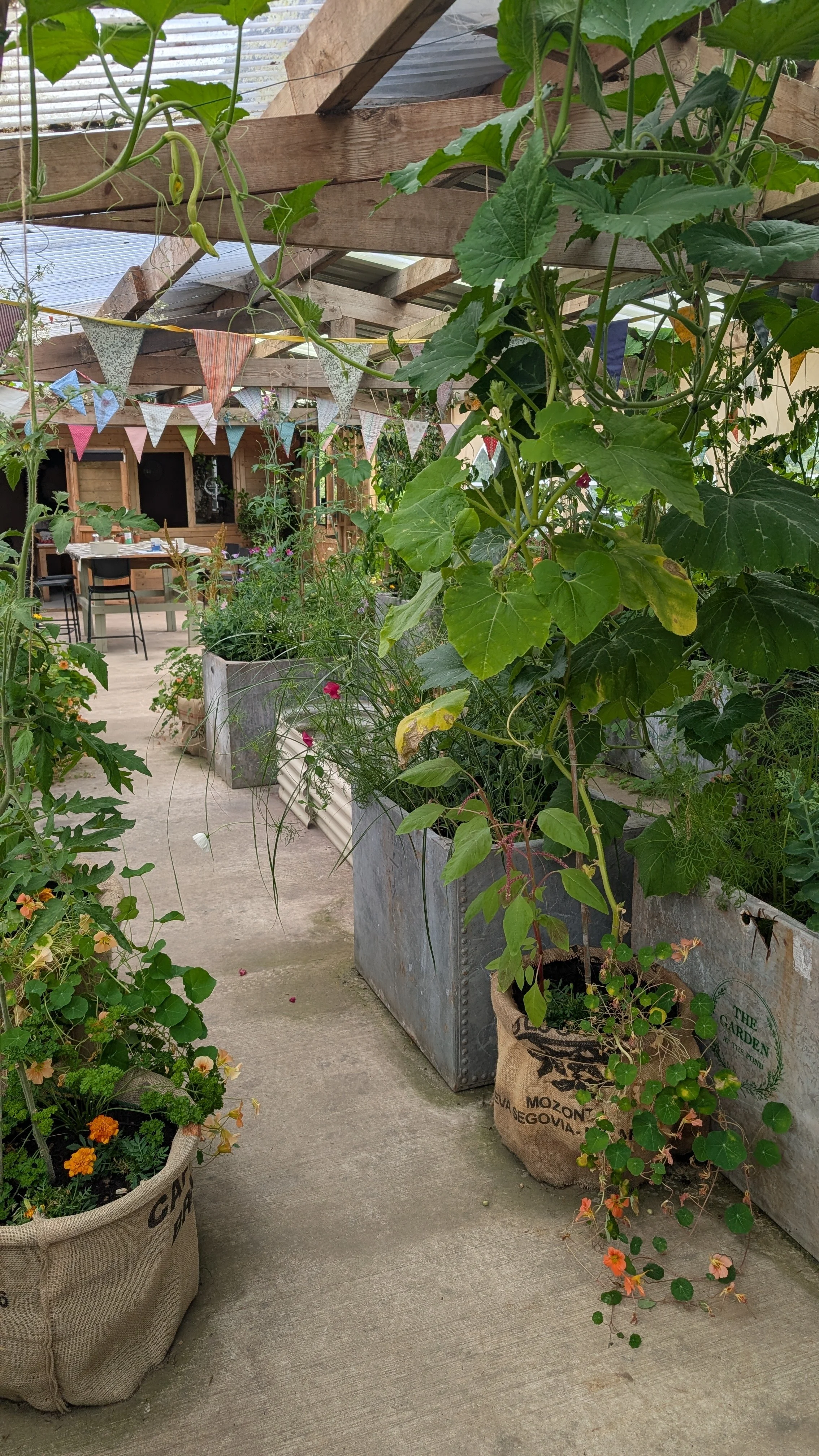 Container Gardening Thursday 23rd July 10AM - 12PM