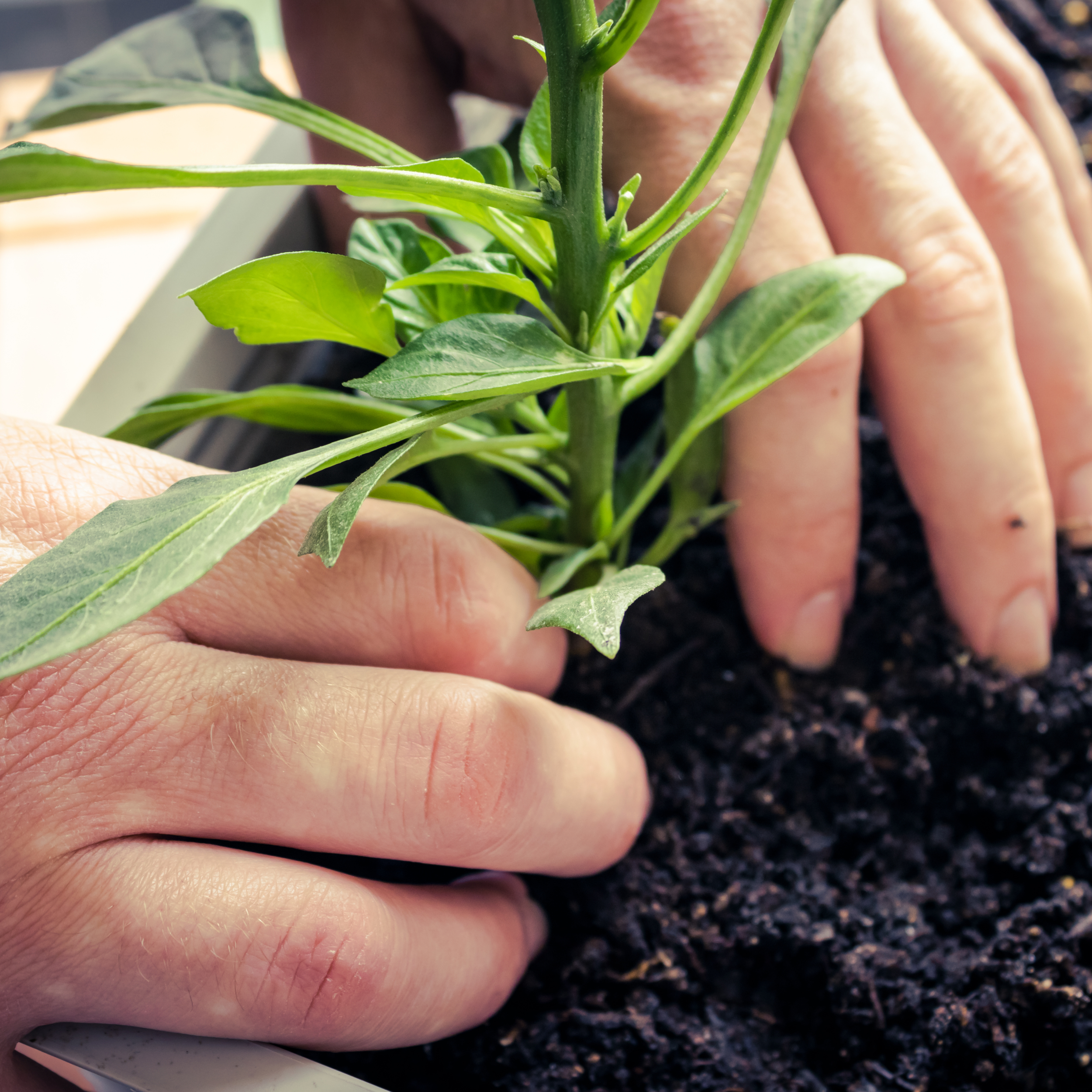 Plant Cutting 180626.png