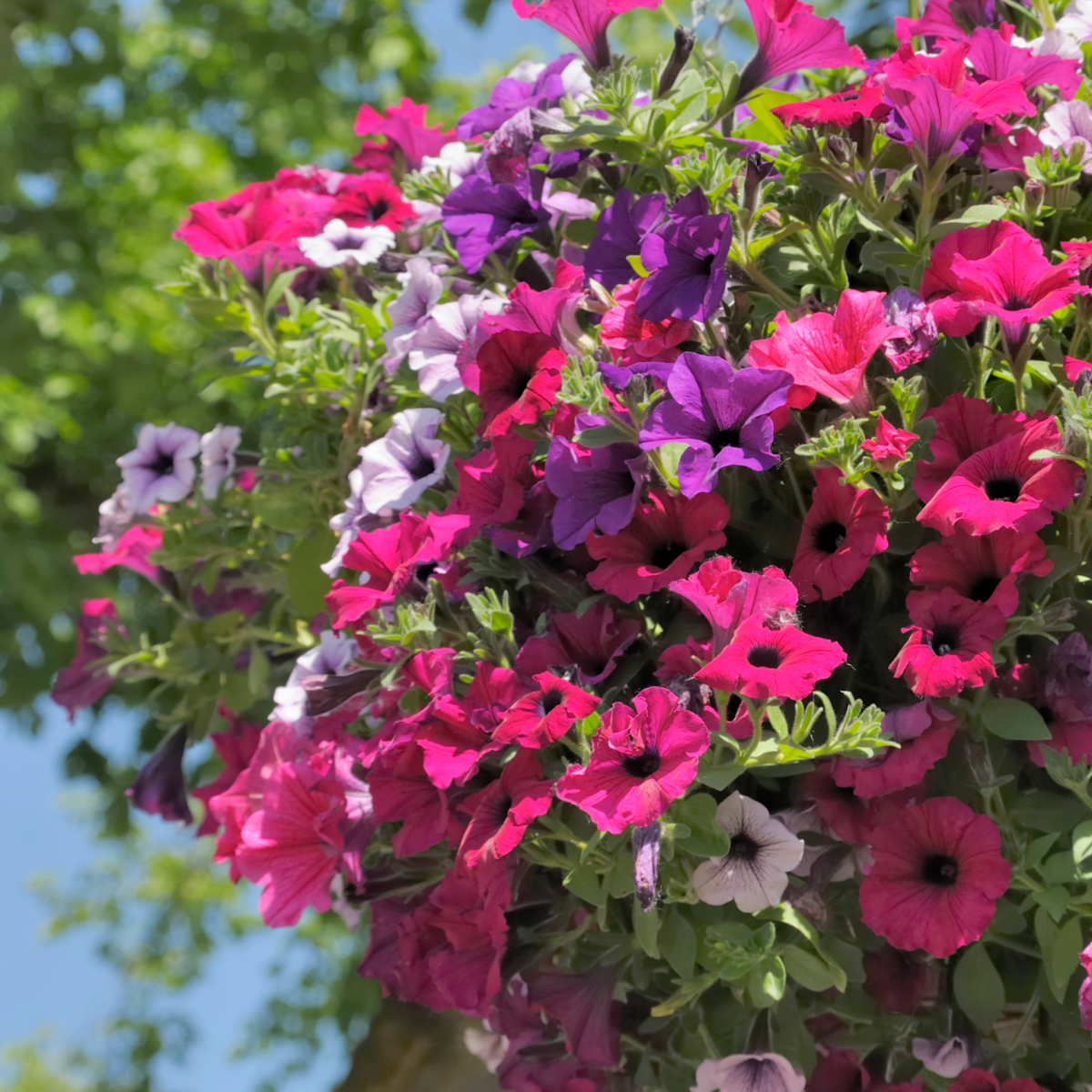 Hanging Baskets 120626.png