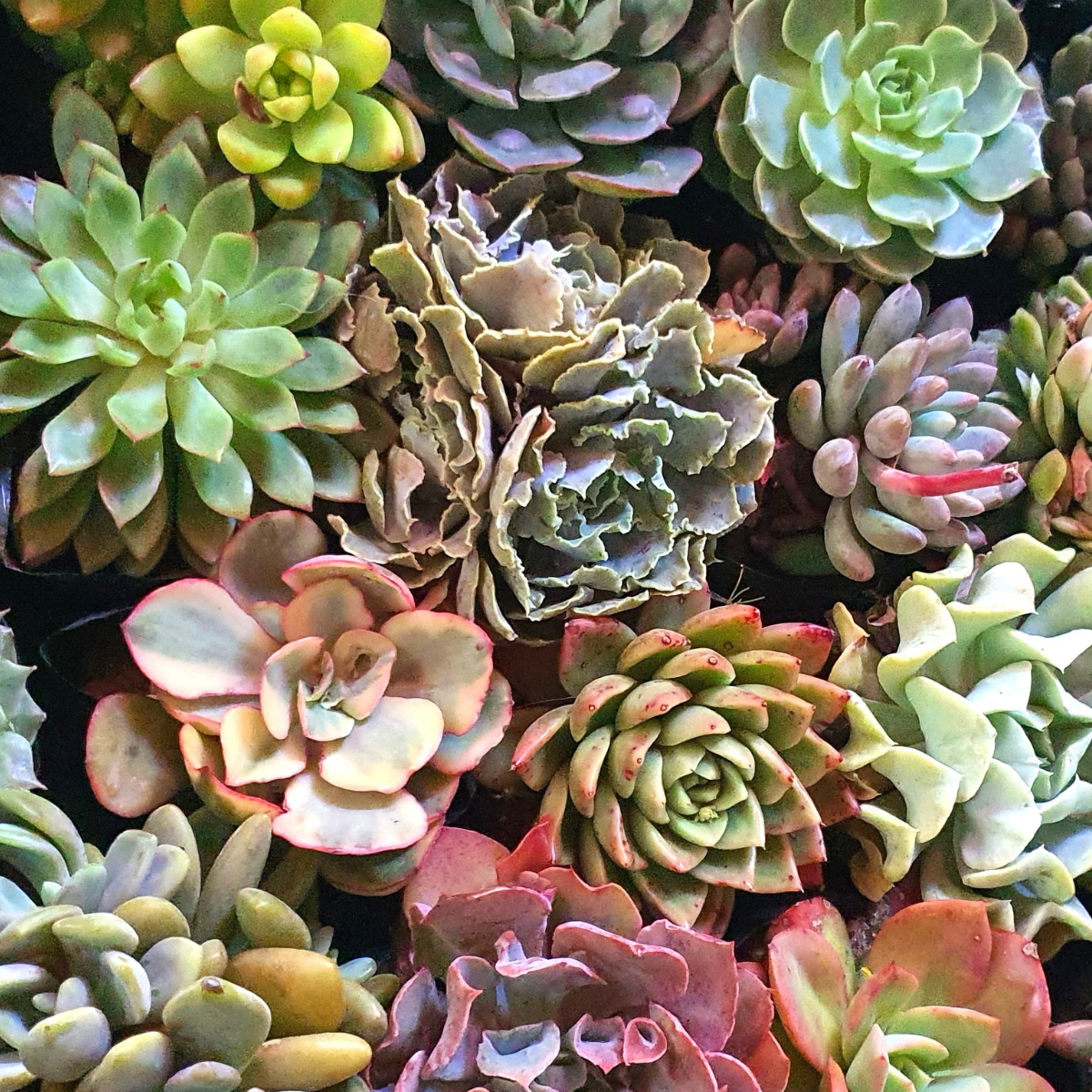 Succulent Bowls Sunday 26th July 10AM - 12PM