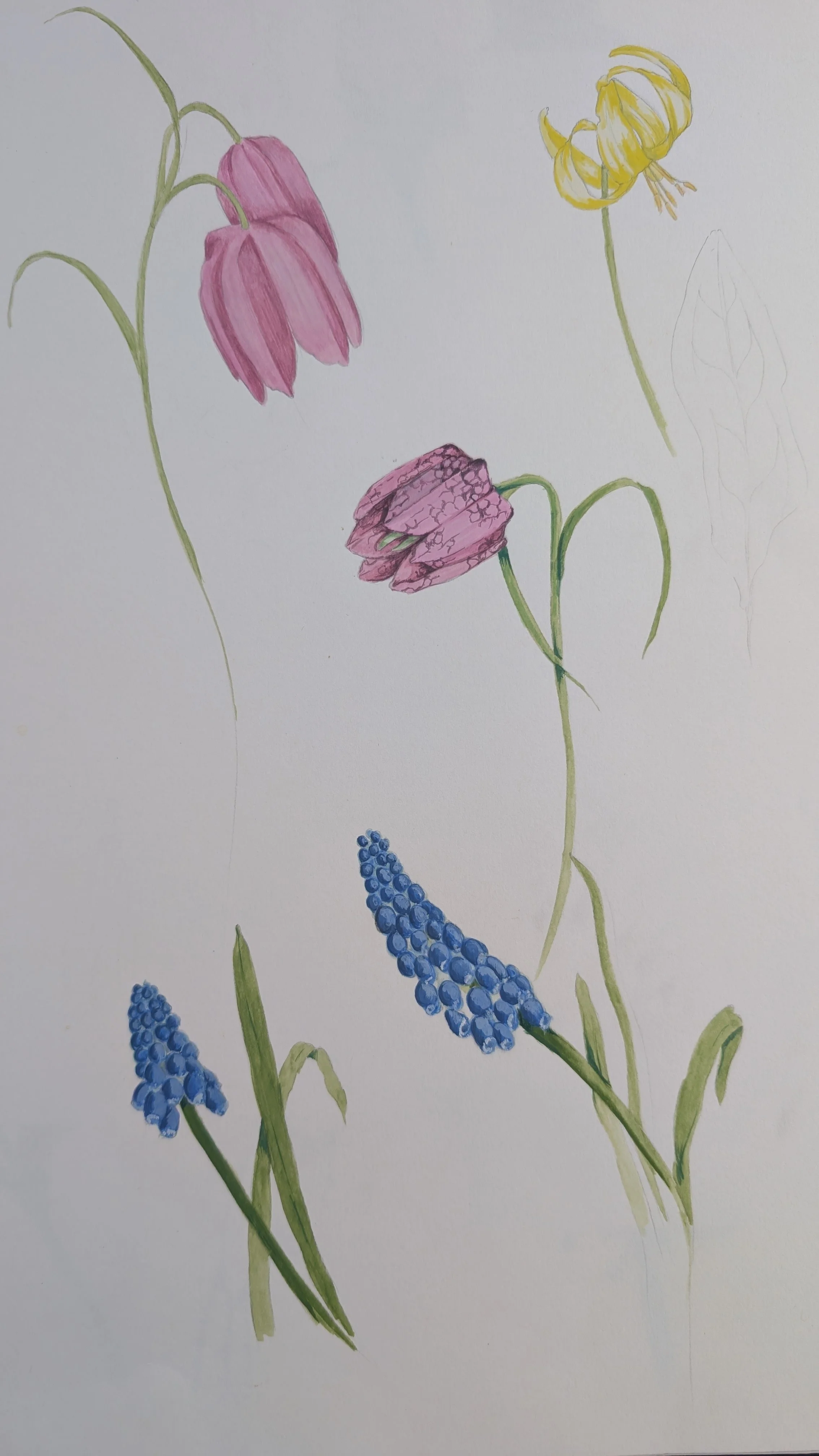 Botanical Watercolours.jpg