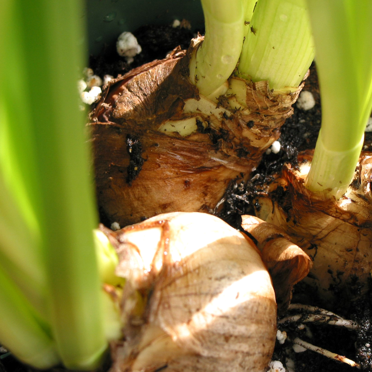 Bulb Planting 170726.png