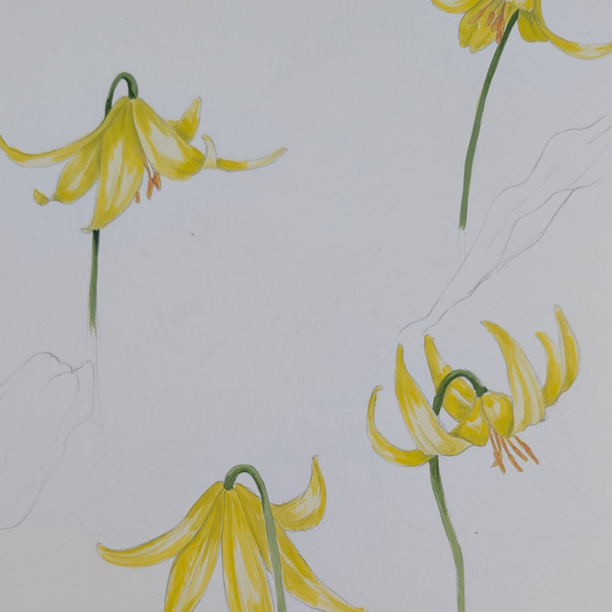 Botanical Sketching & Colour Wash Saturday 5th September 10AM - 1PM
