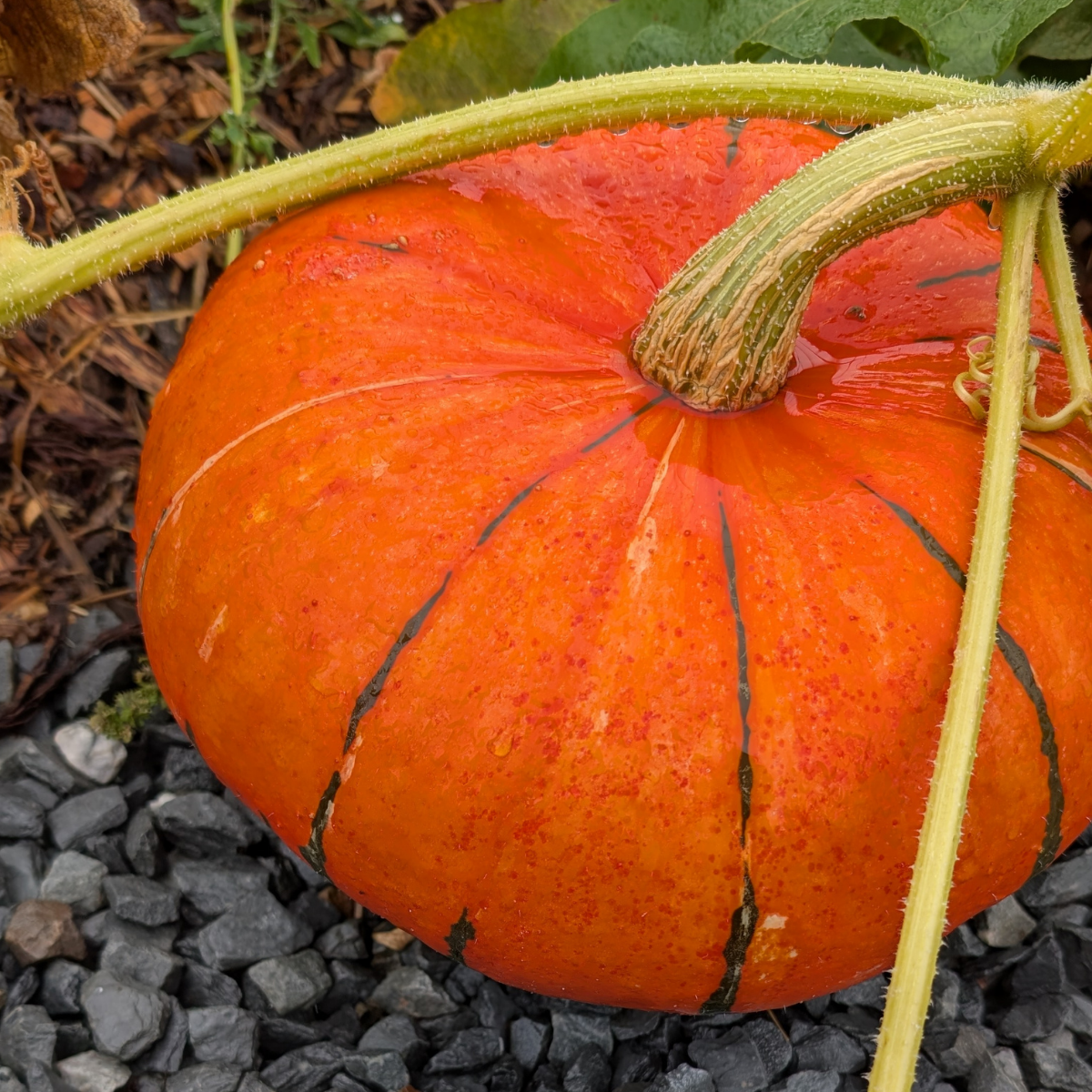 Pumpkin 310826.png