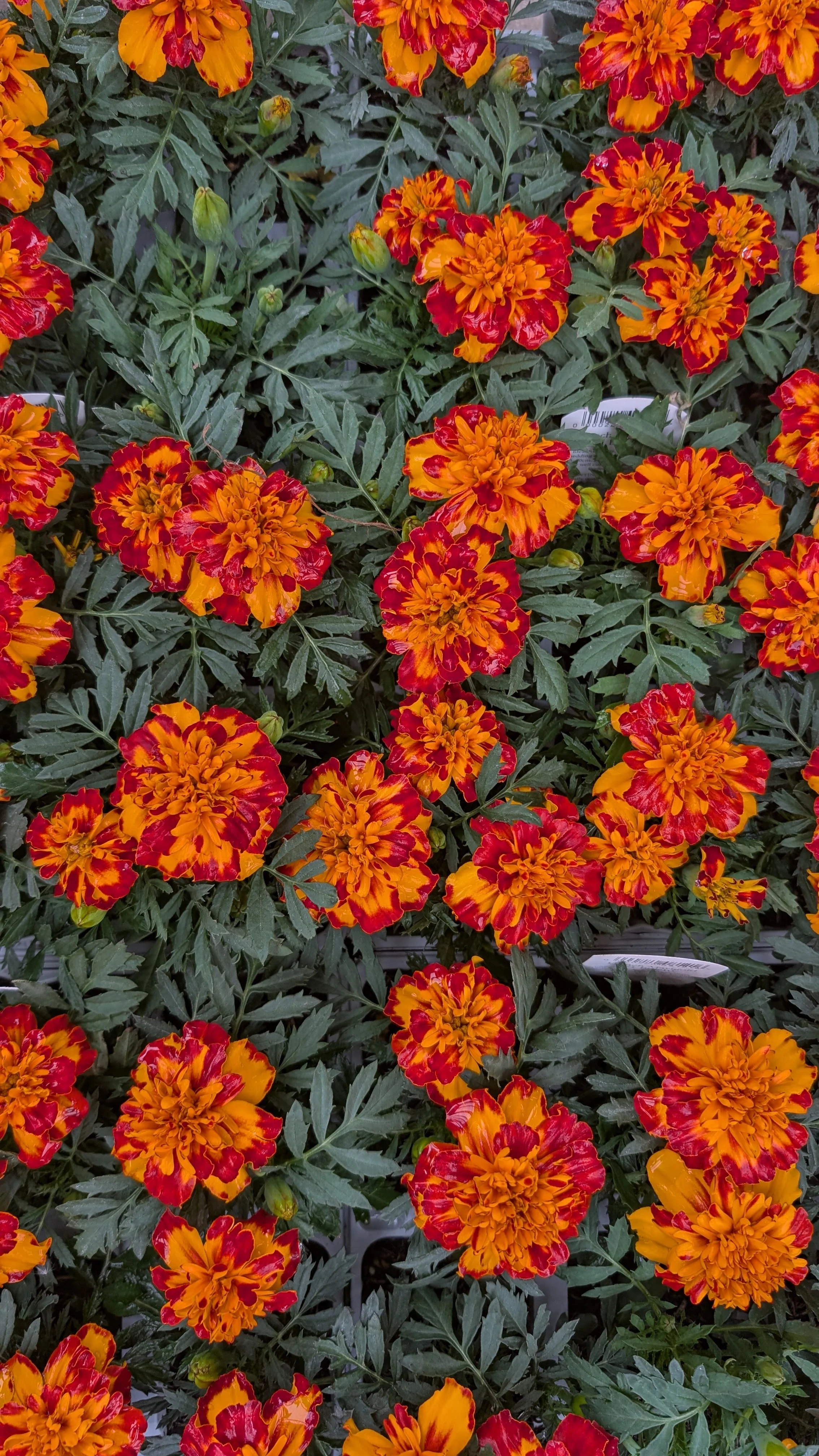 Plant Sale Saturday 13th June 10AM - 4PM