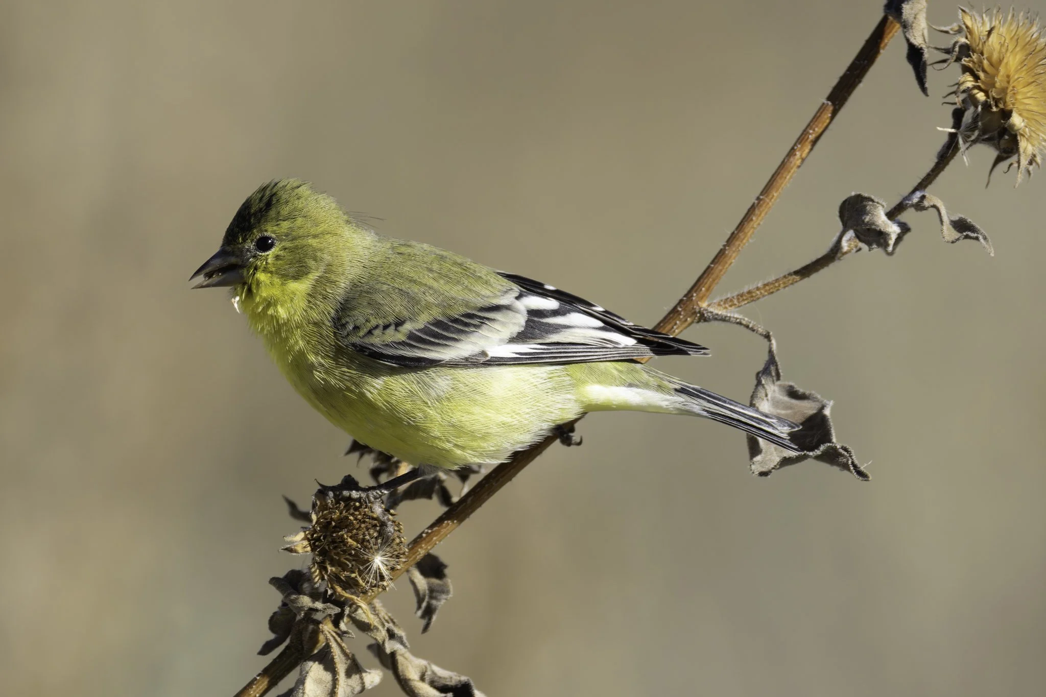 lessergoldfinch.jpg