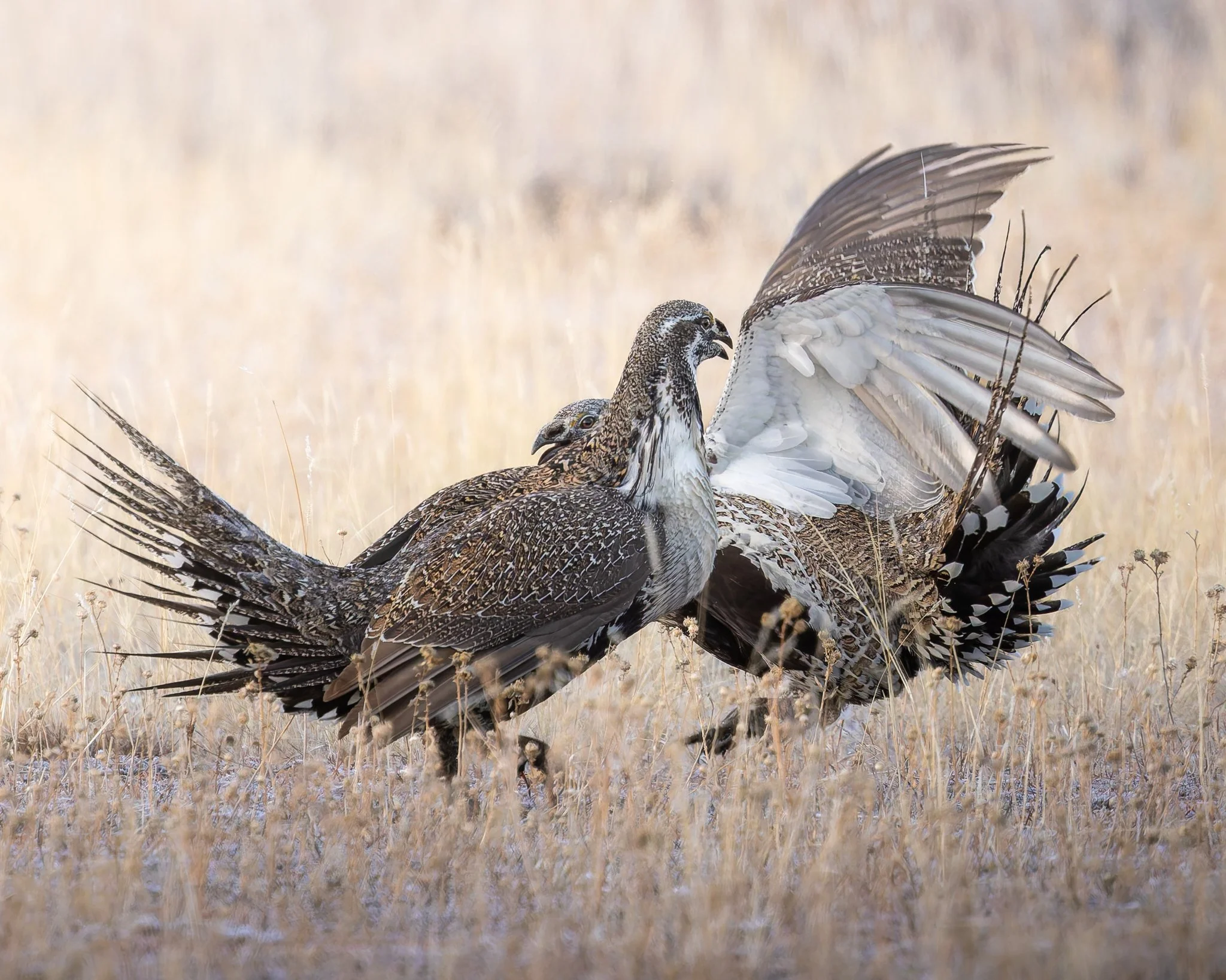 grousefight1.jpg