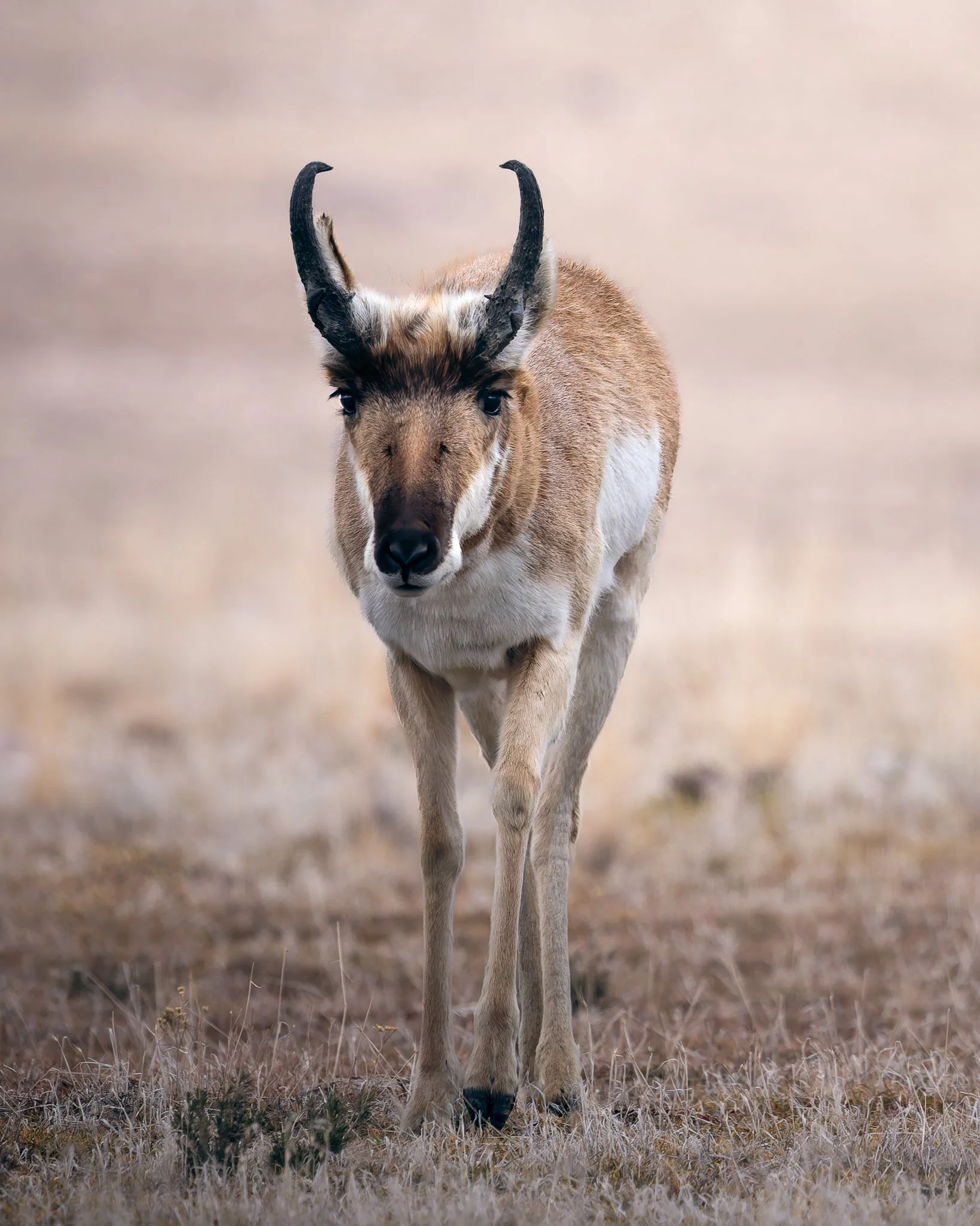 pronghorn2.jpg