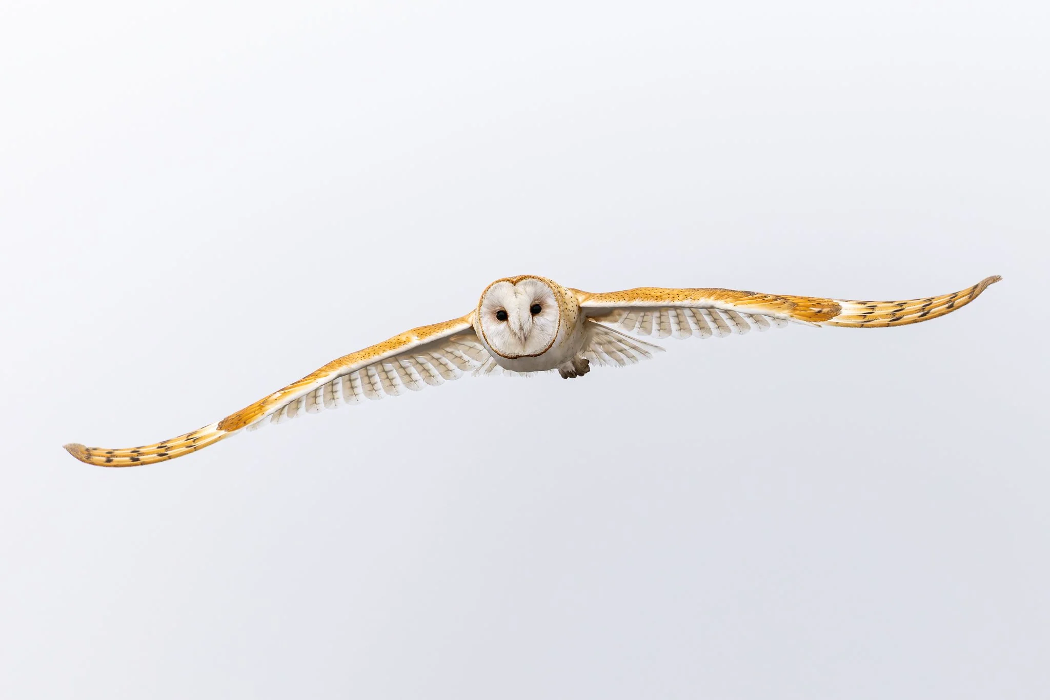 barnowl.jpg
