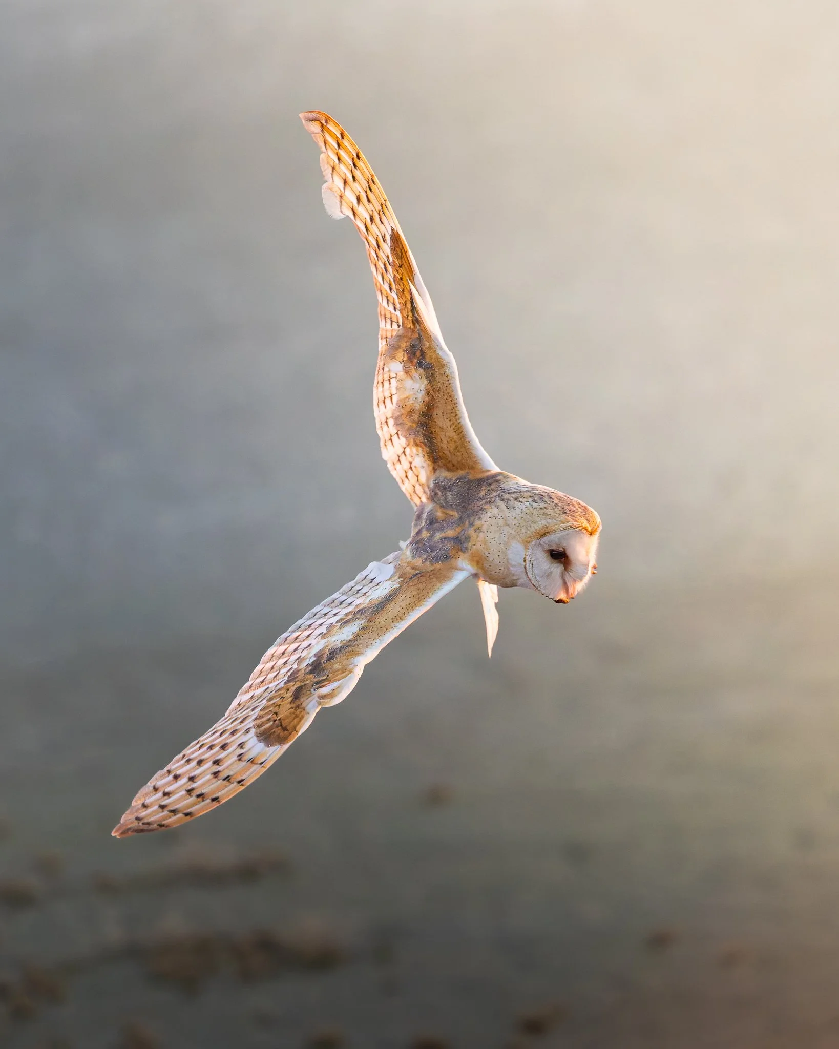 barnowl7.jpg