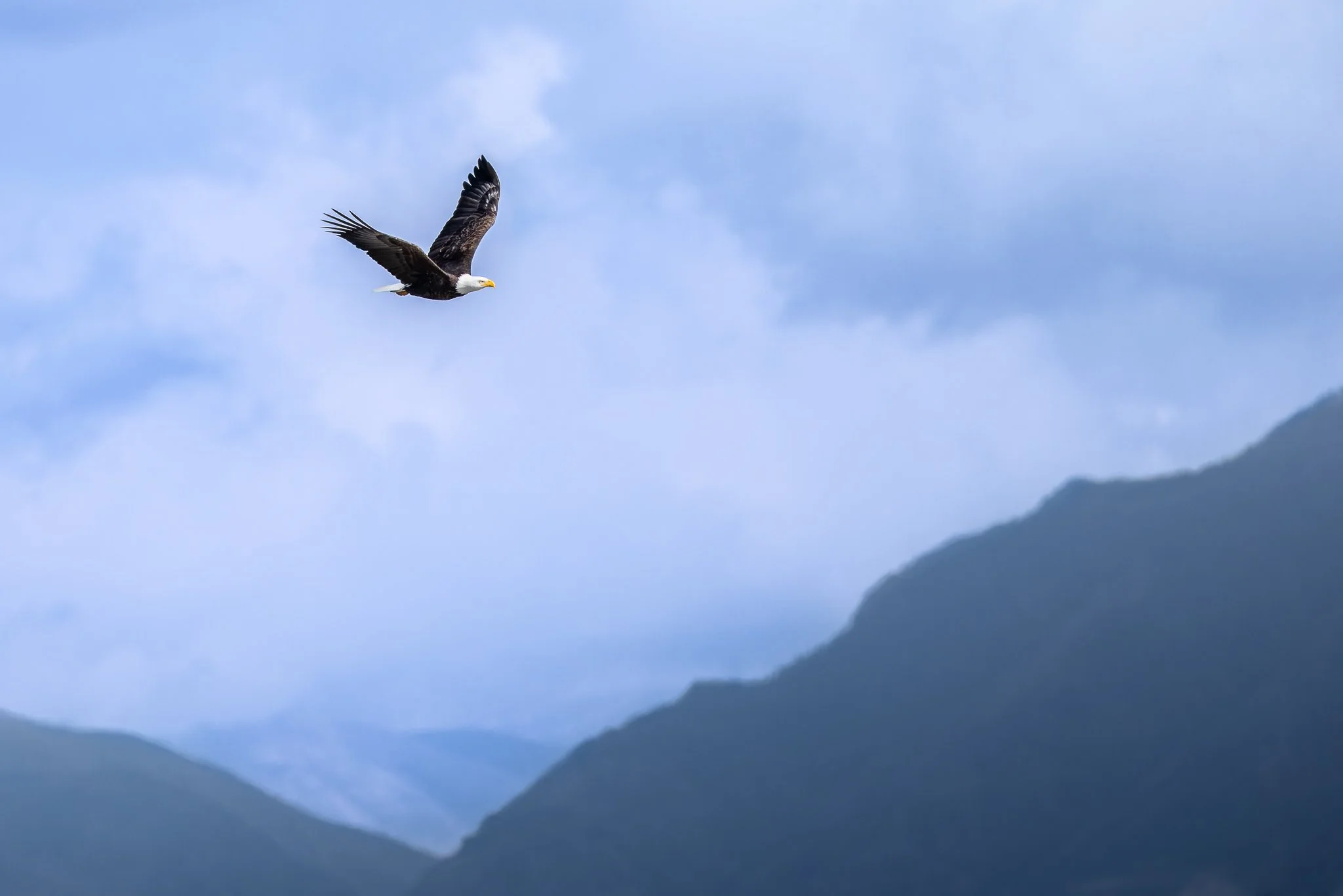 eagle.jpg