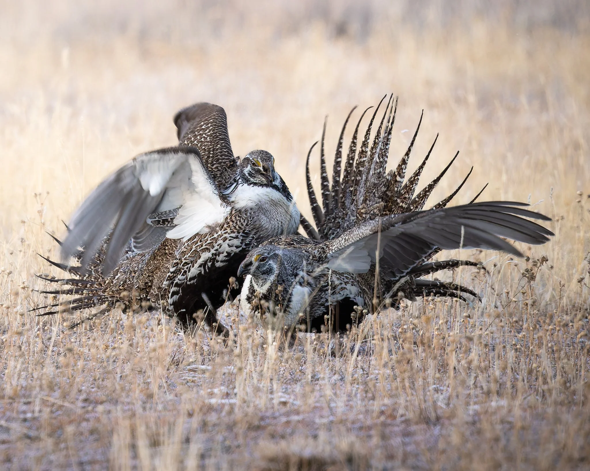 grousefight.jpg