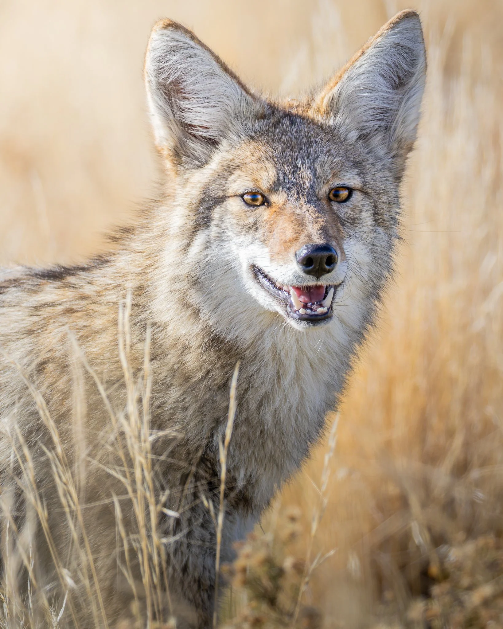 coyoteportrait.jpg