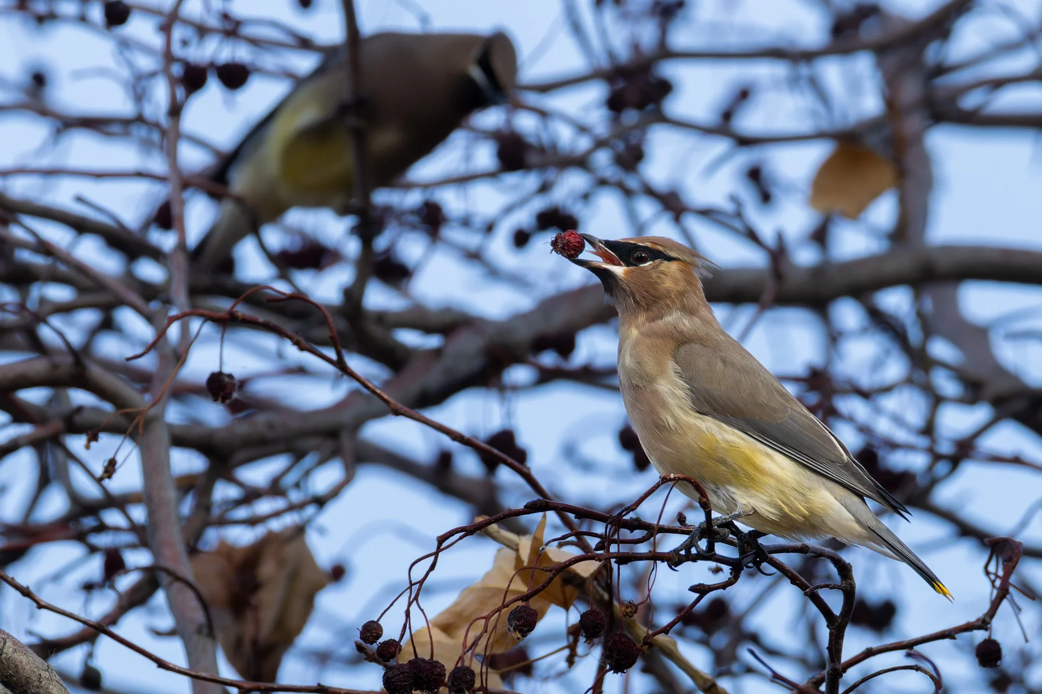 cedarwaxwing1.jpg