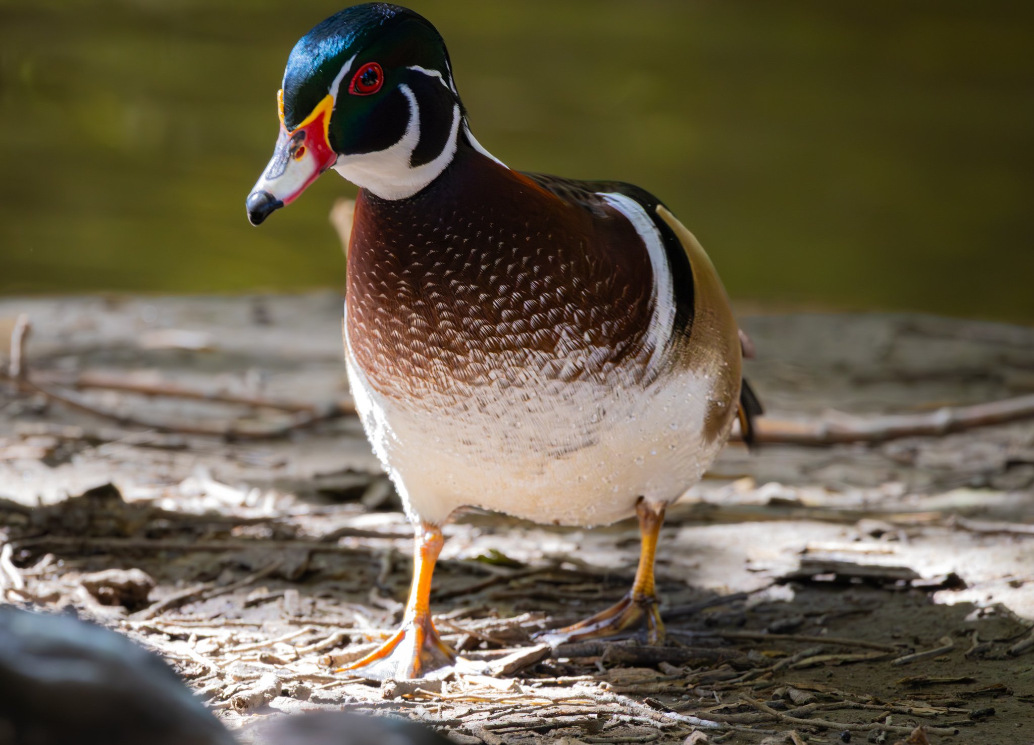 woodduck3.jpg