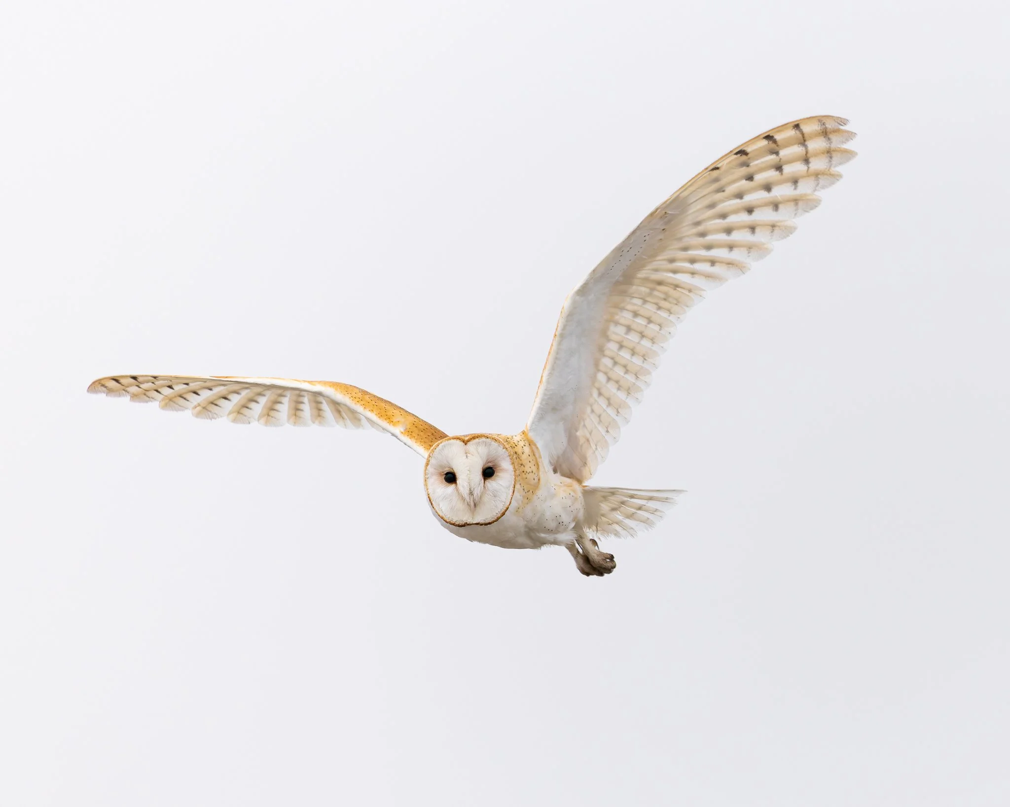 barnowl2.jpg