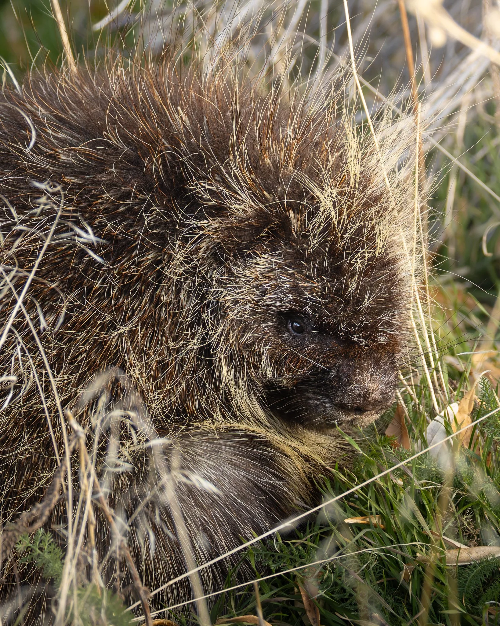 porcupine.jpg
